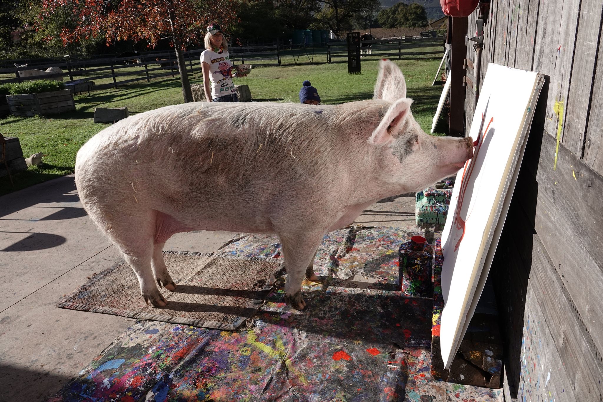 Südafrikanisches Schwein «Pigcasso» malt saustarke Kunst