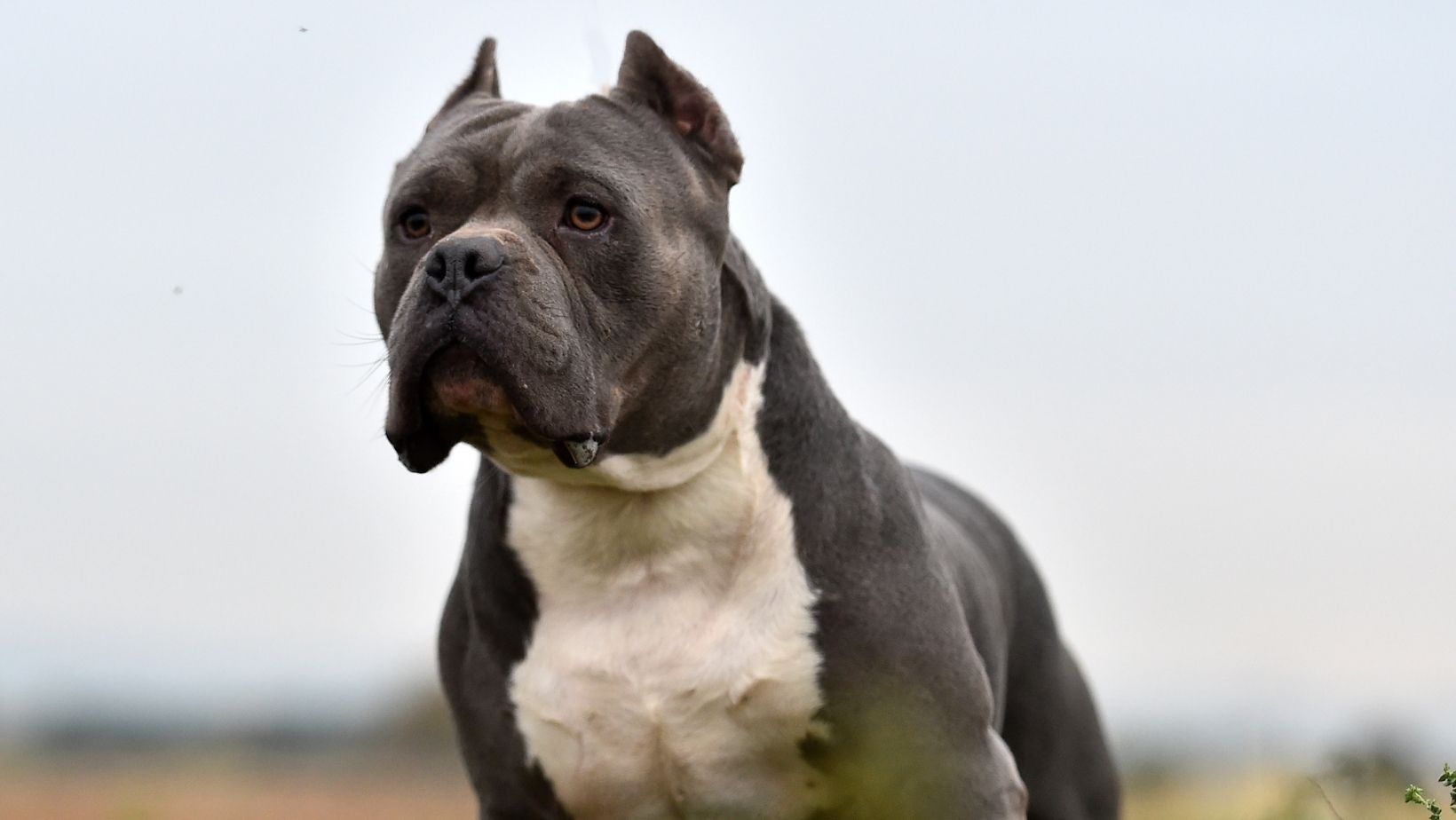 Pitbull zerfleischt Baby im Kinderzimmer