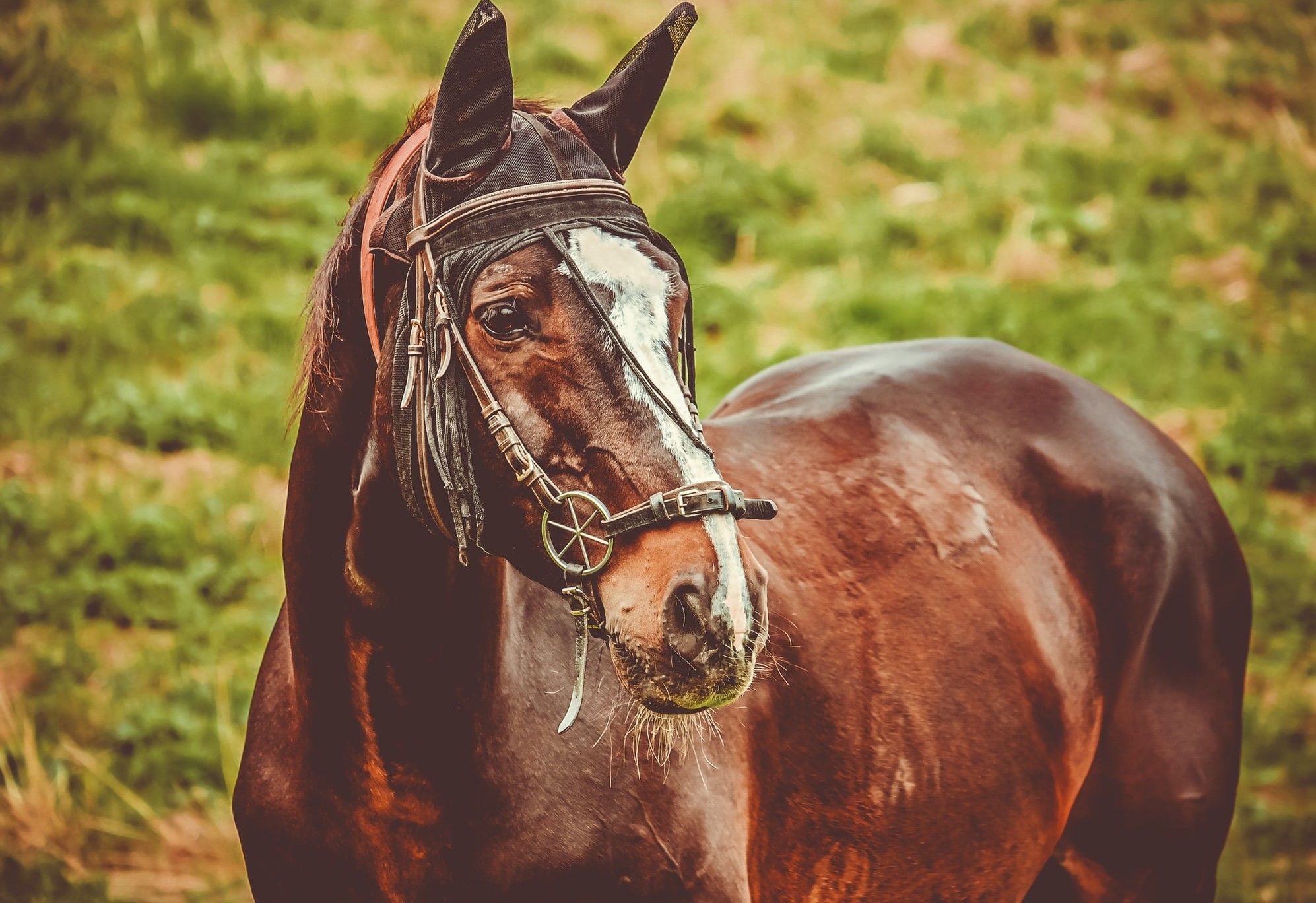 Reiterin (19) von Mann attackiert – Pferd verteidigt Frau und beißt zu