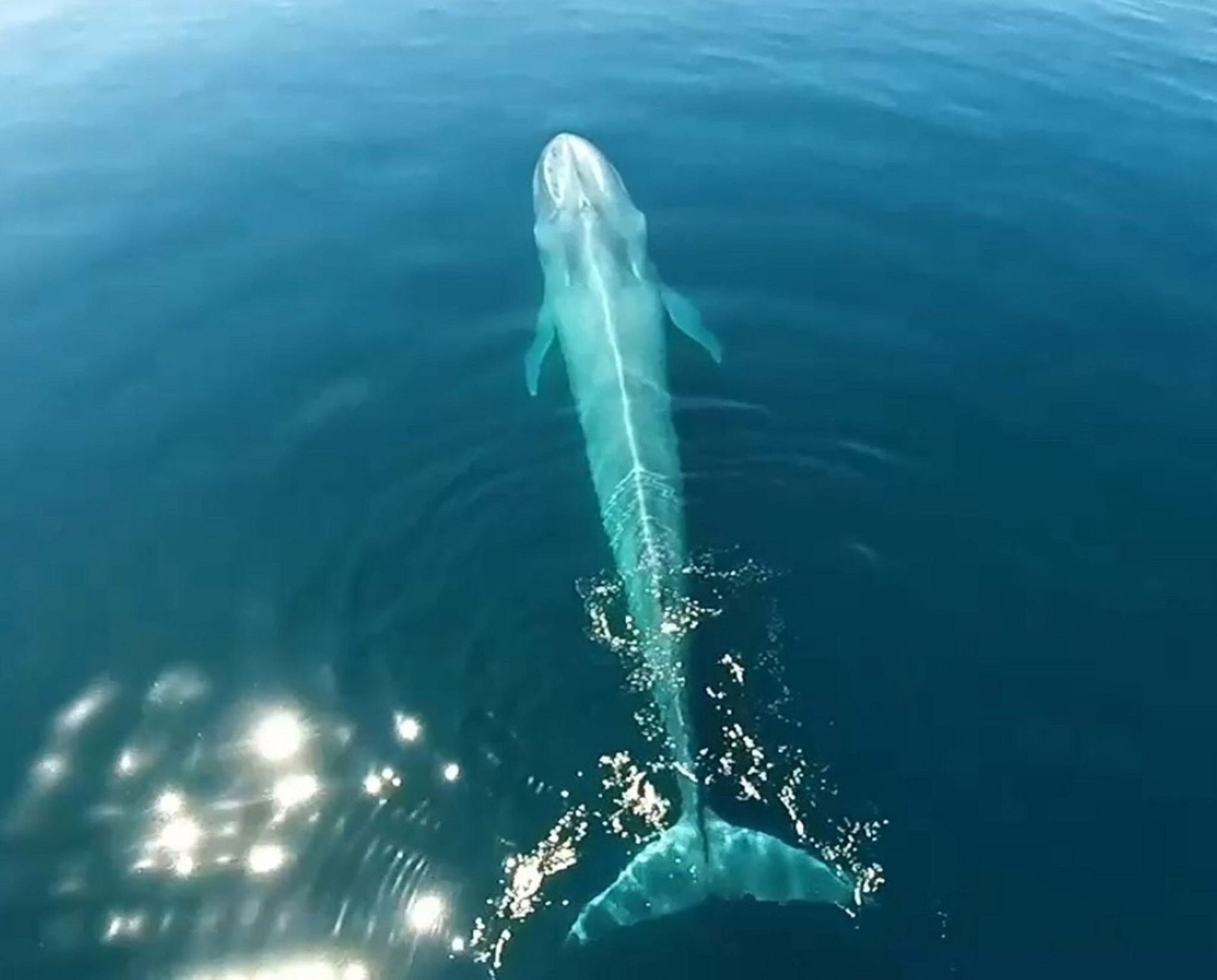 Wegen bedrohter Wale: Reederverband empfiehlt andere Routen