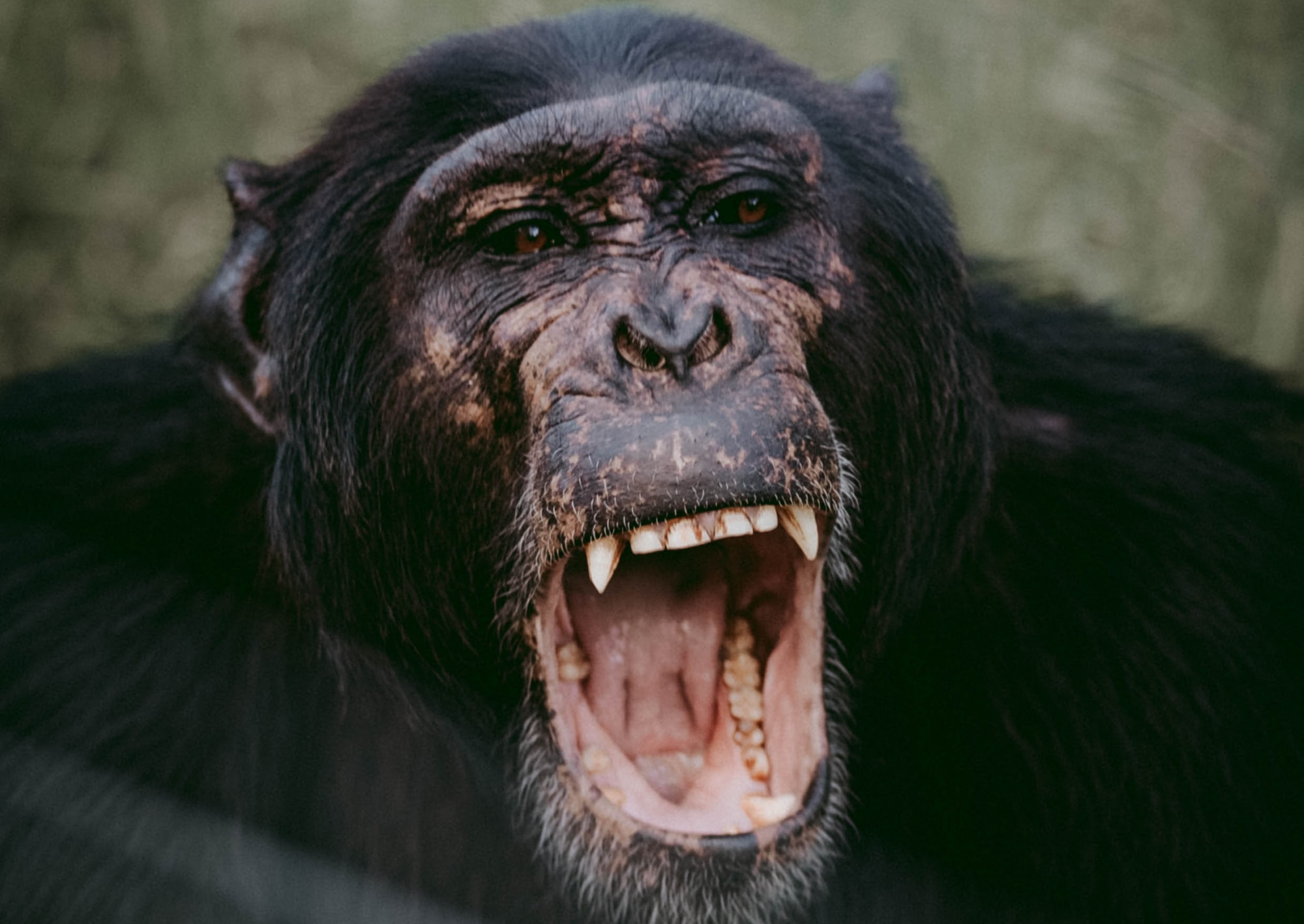Schimpanse schlägt TV-Star fast tot