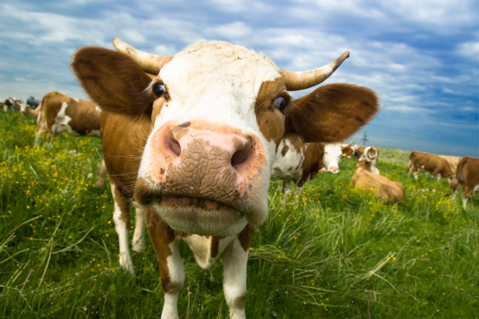 Schleswig-Holstein: Kuh-Diebstahl – Polizei sucht nach Zeugen