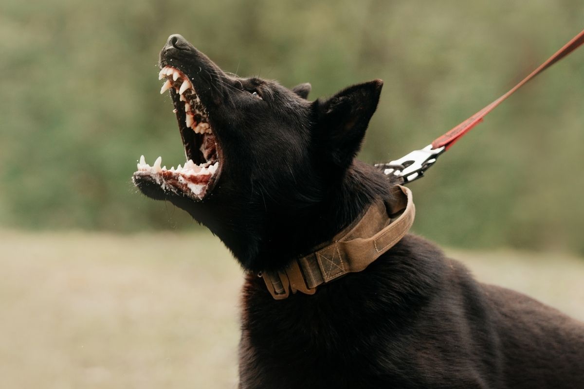 Schleswig-Holstein: Polizist von Hund gebissen