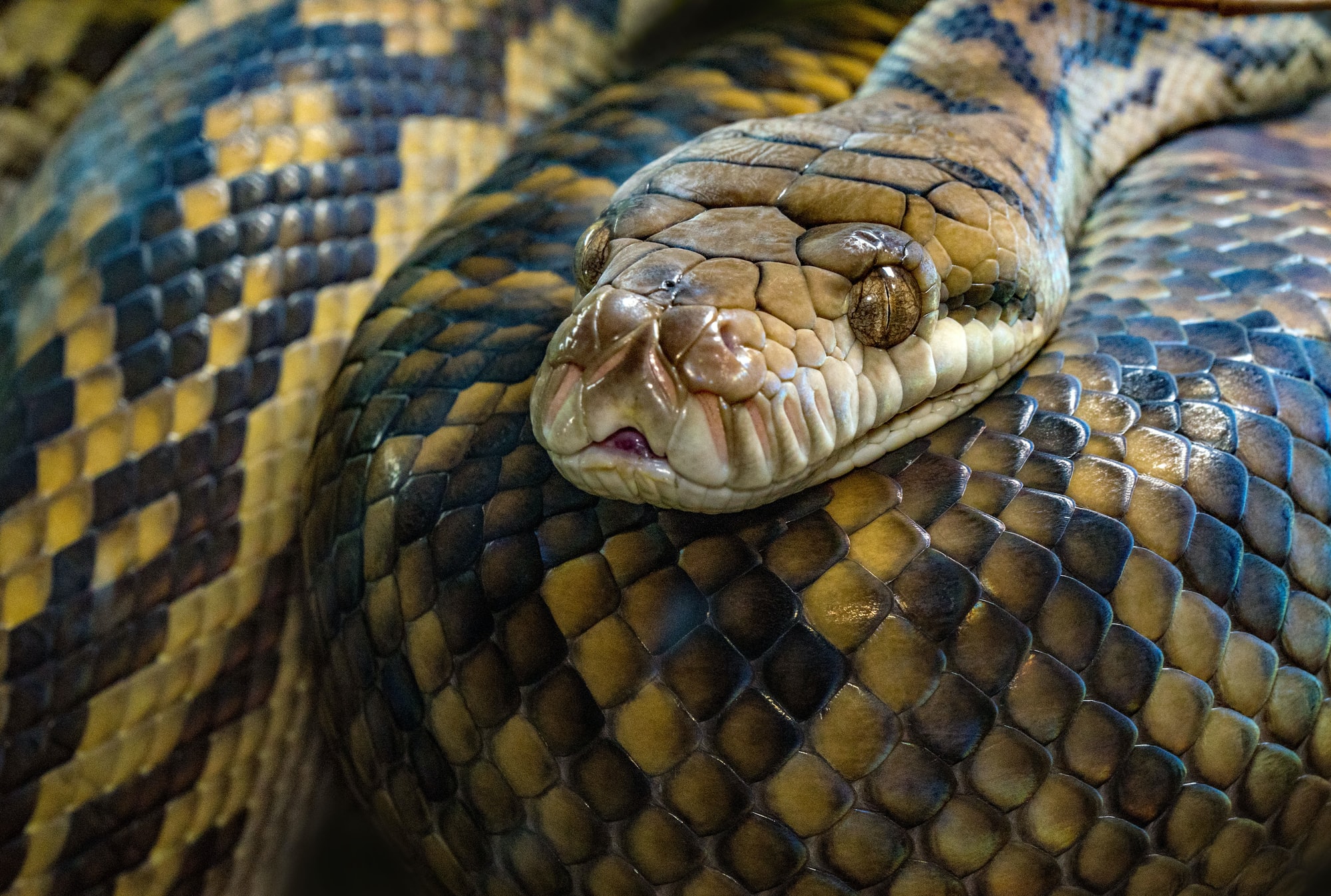 Schock: 3-Meter-Python in Supermarkt-Regal entdeckt