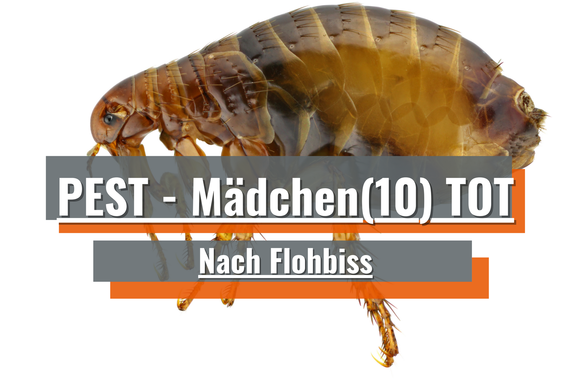 Schock: Mädchen(10) nach Flohbiss an Pest gestorben!