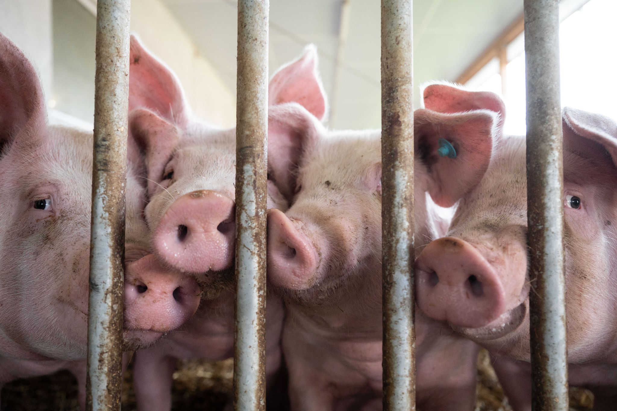 Özdemir wirbt für Finanzierung zum Umbau der Tierhaltung