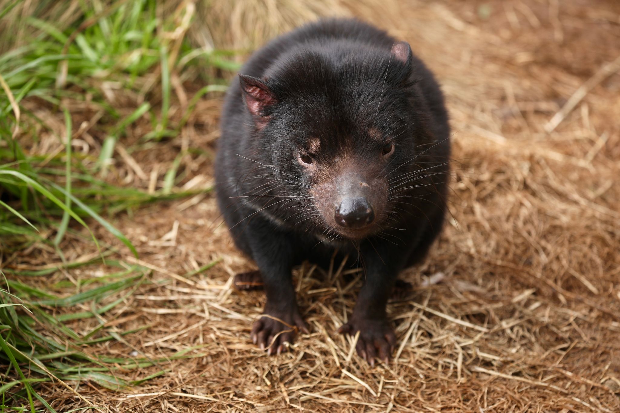Tasmanische Teufel vermehren sich auf australischem Festland