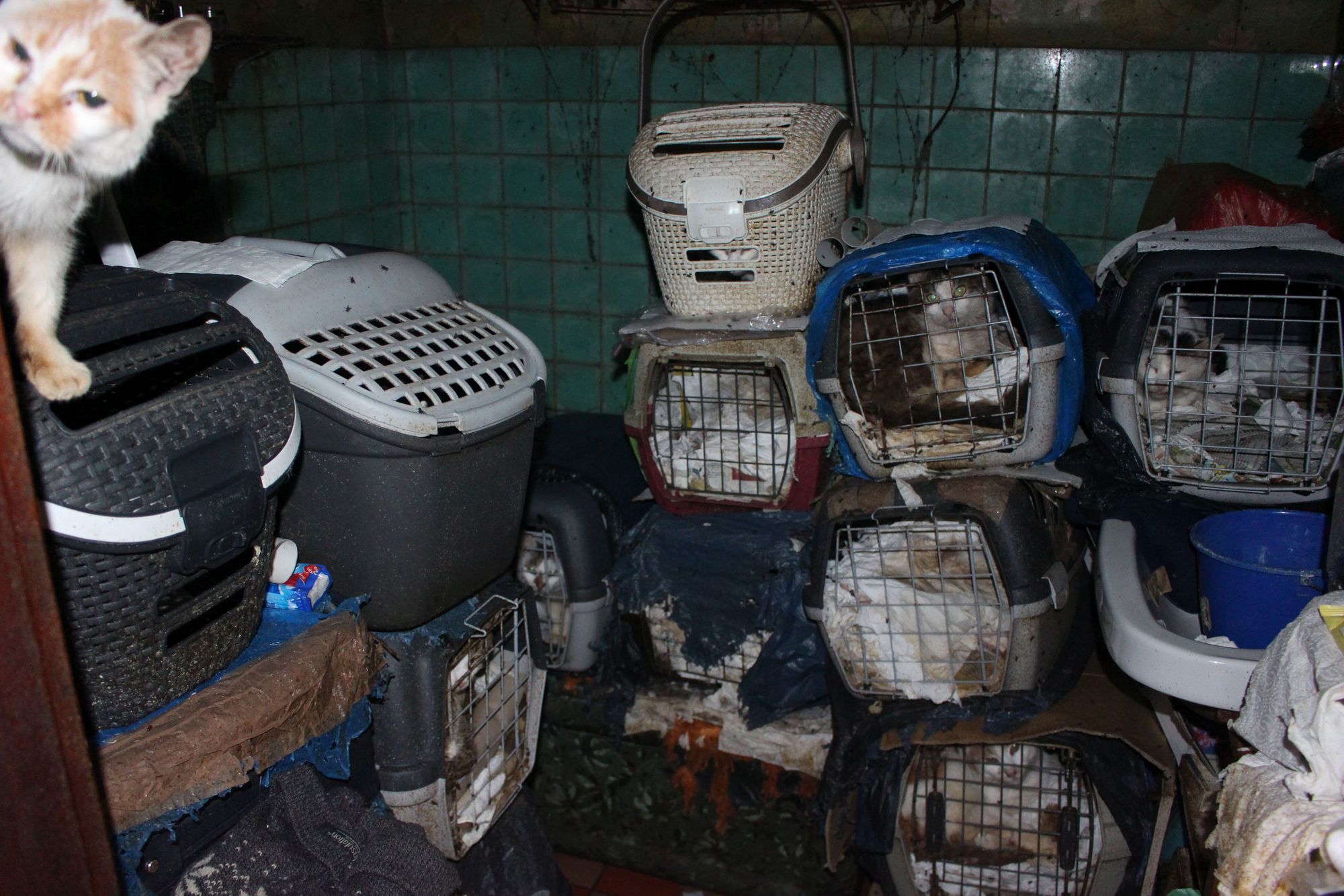 Thüringen: Dutzende verwahrloste Katzen gerettet