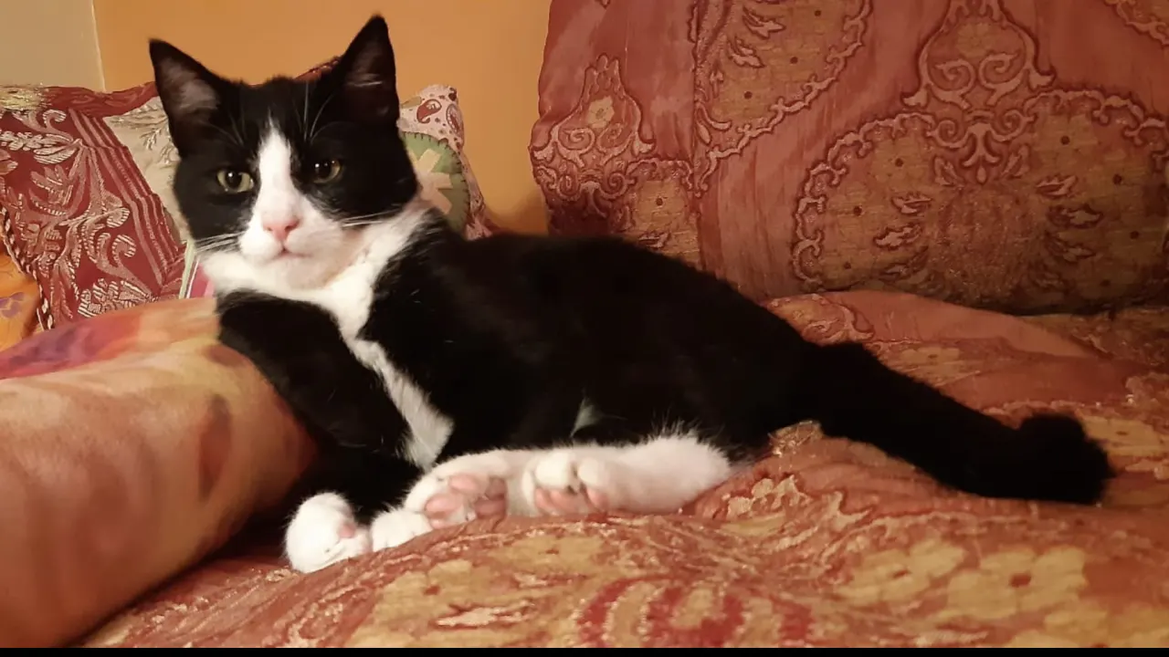 Tierhasser: Unbekannte köpfen Kater „Muffin“