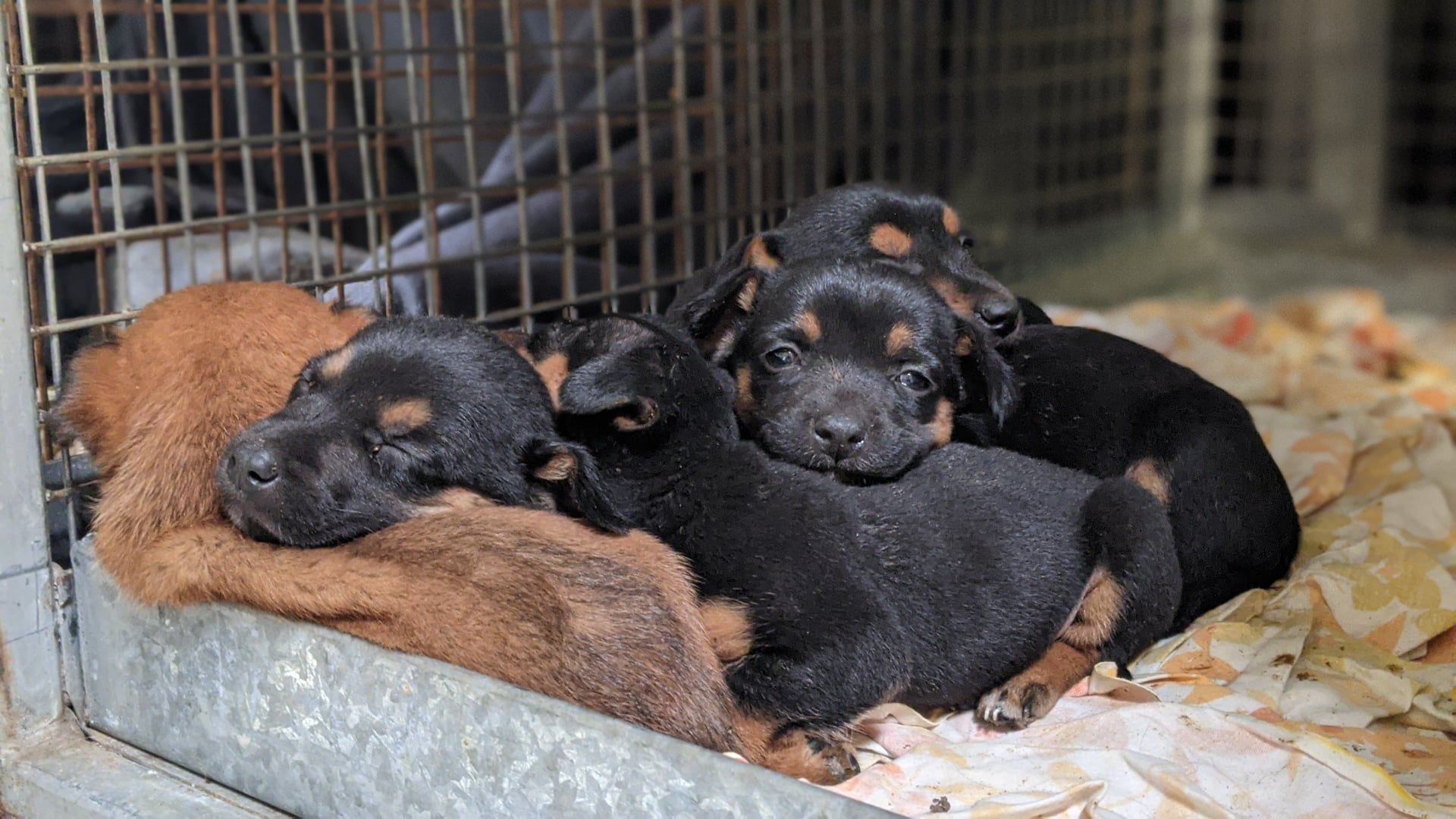 Tierquäler warfen Hundewelpen zum Sterben in Mülleimer – in Australien