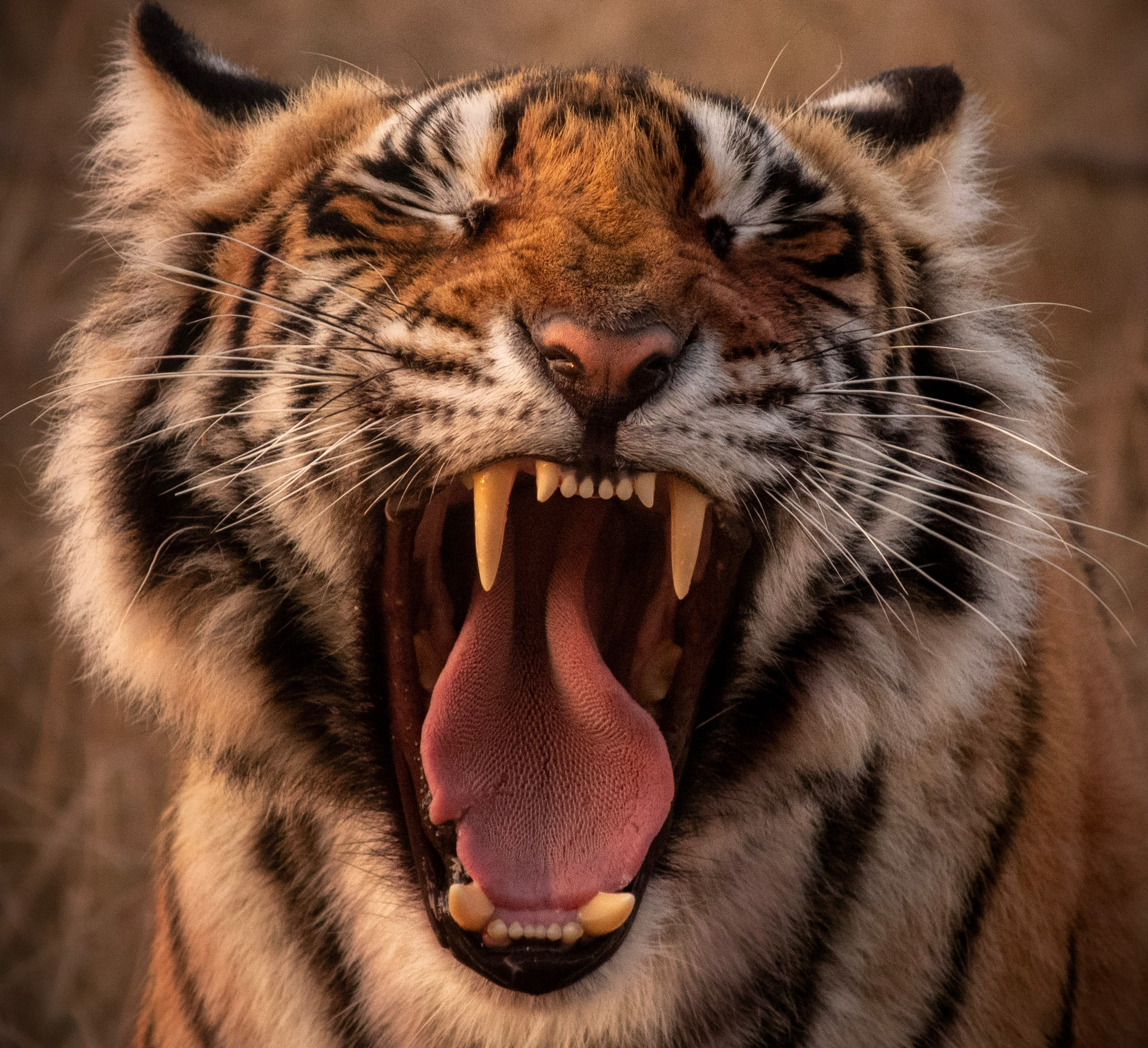 Tiger aus Zoo ausgebrochen – Wärter tot