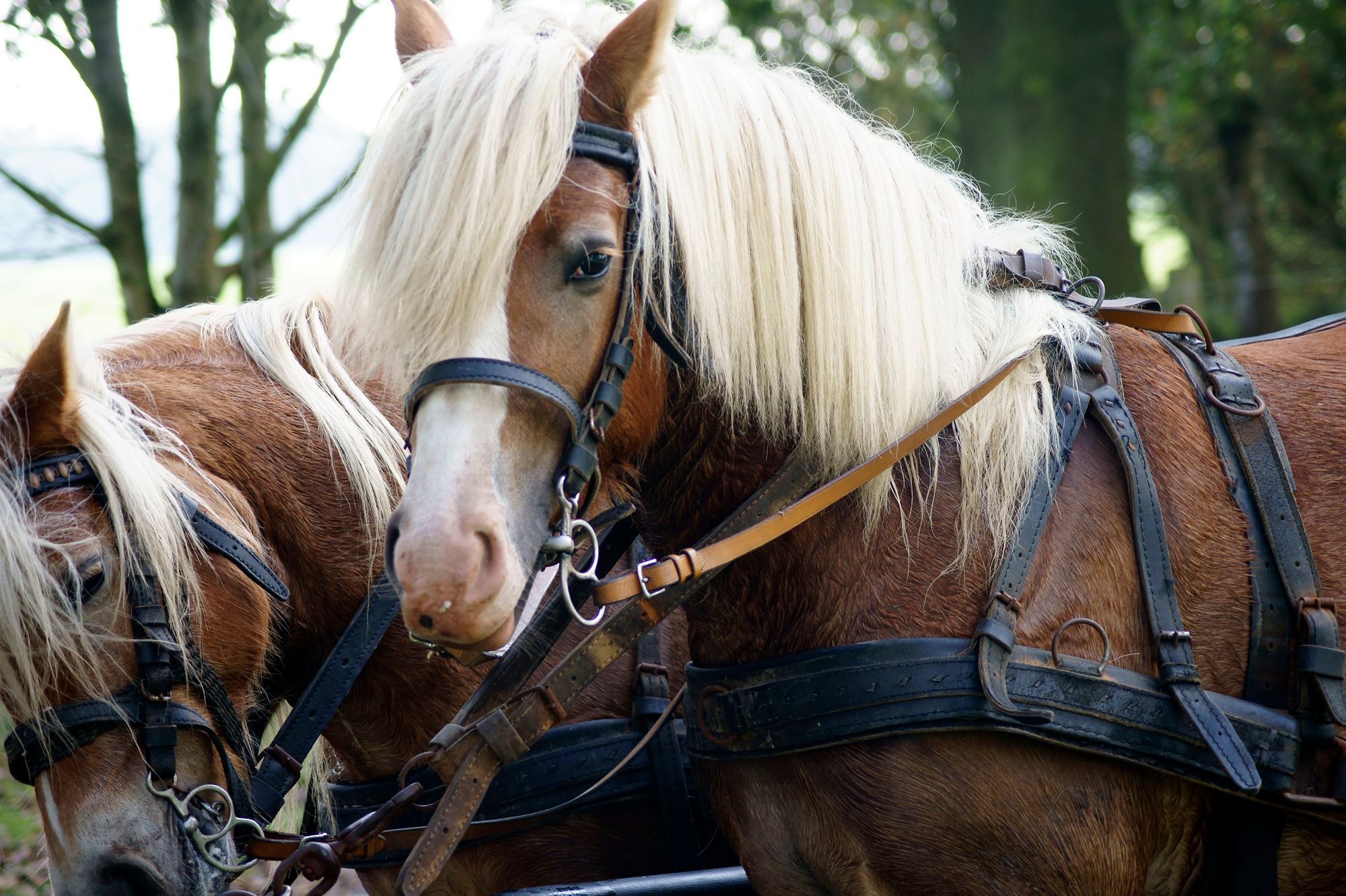 Tragisches Kutschunglück – Mann schwer verletzt, zwei Pferde ertrunken