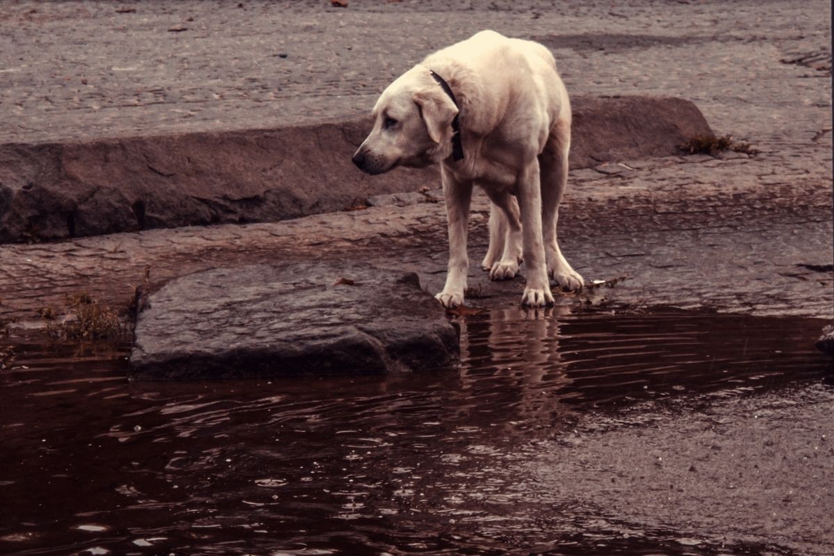 Ukraine: Menschen essen Hunde um zu überleben