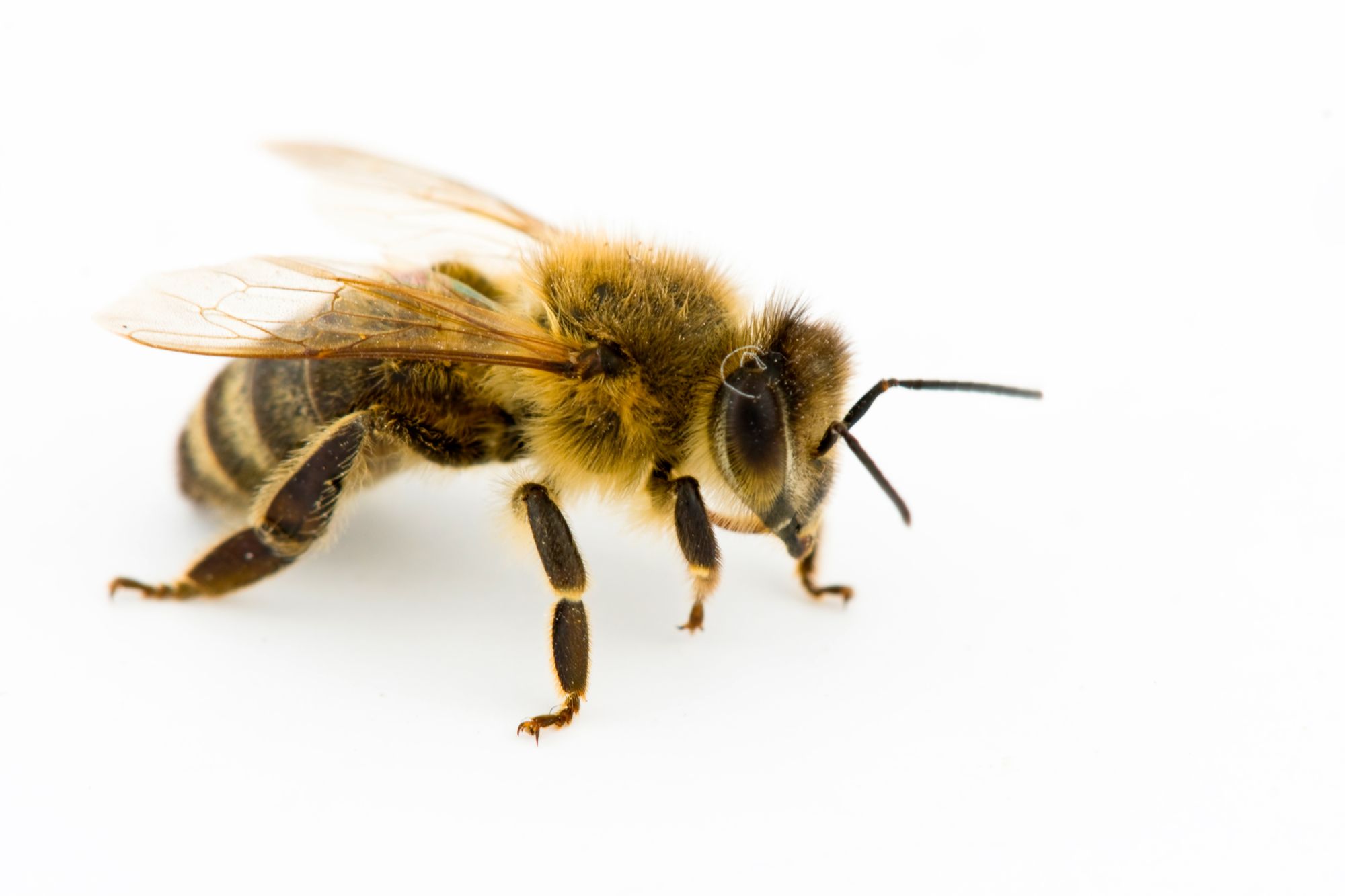 Vorsicht bei Bienen, Wespen & Co: Diese Insektenstiche sind tödlich!
