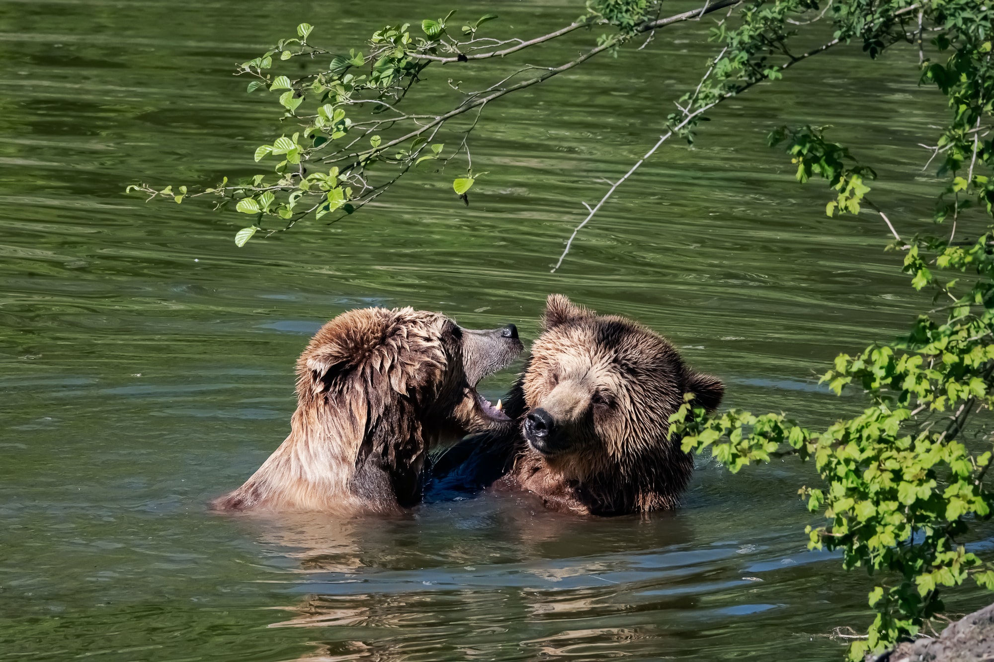 Zoo: Braunbären nach Flucht aus dem Gehege erschossen