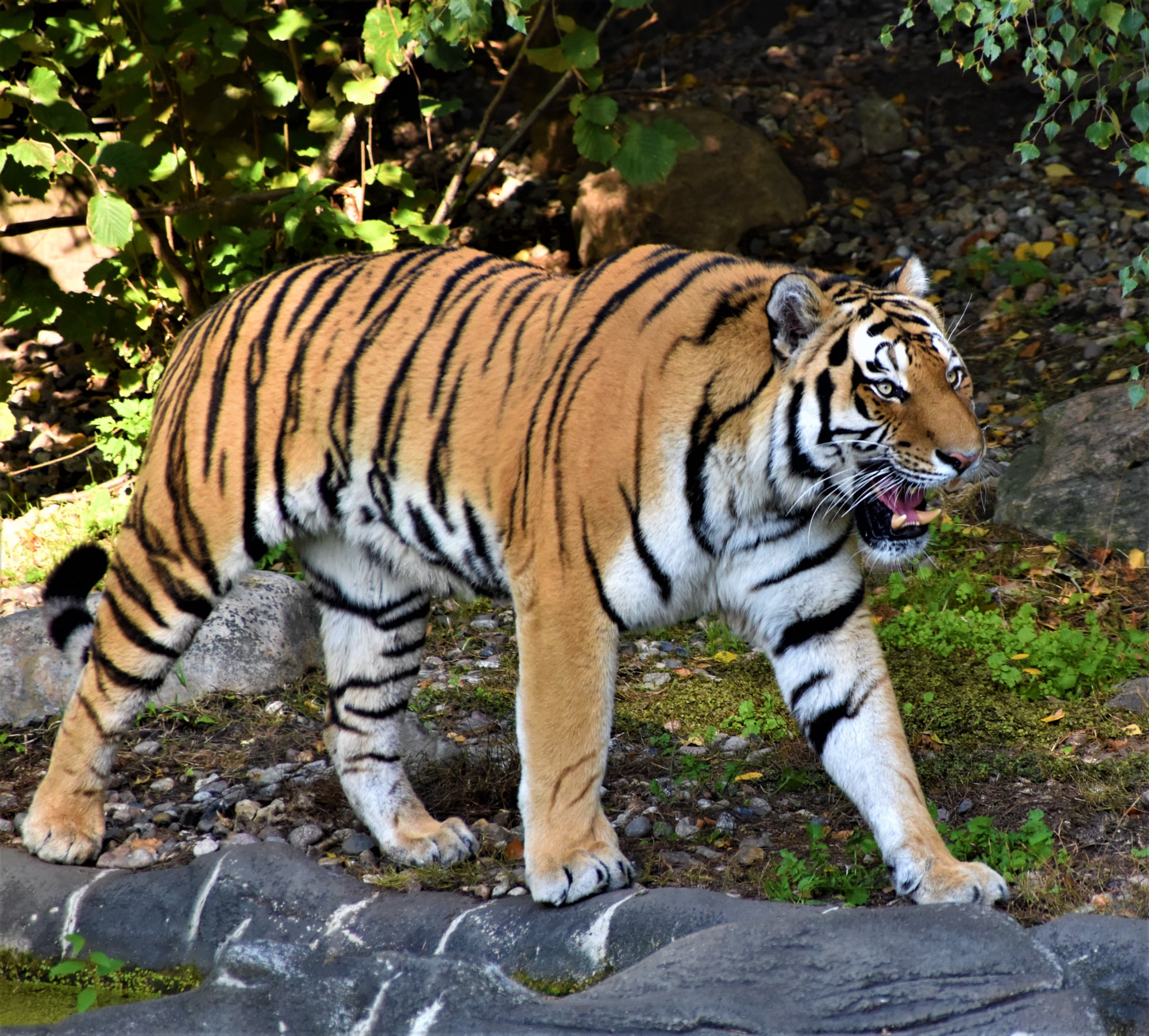Zootiger verbeisst sich in Reinigungskraft!
