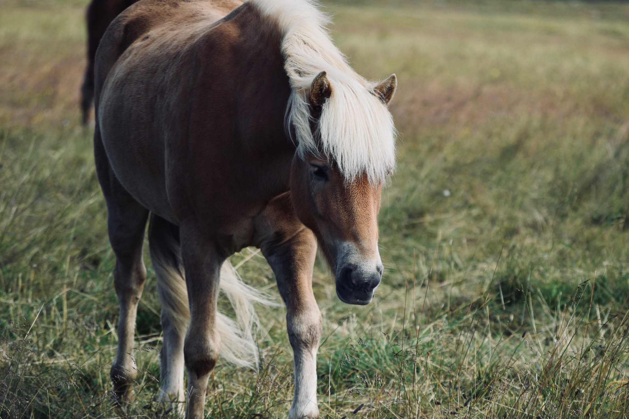 Zug erfasst Pony auf der Strecke Sylt-Hamburg