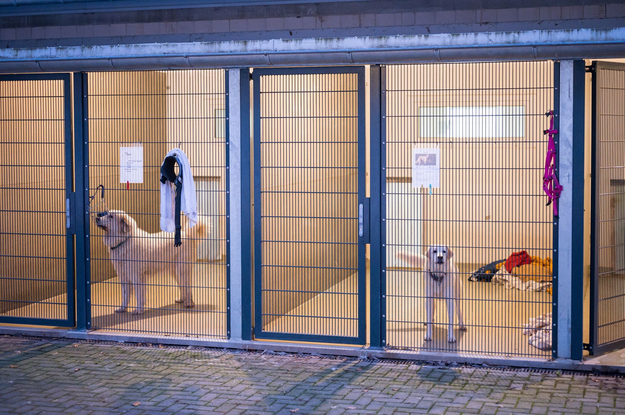 «Komplett unsozialisiert»: Probleme mit «Corona-Hunden»