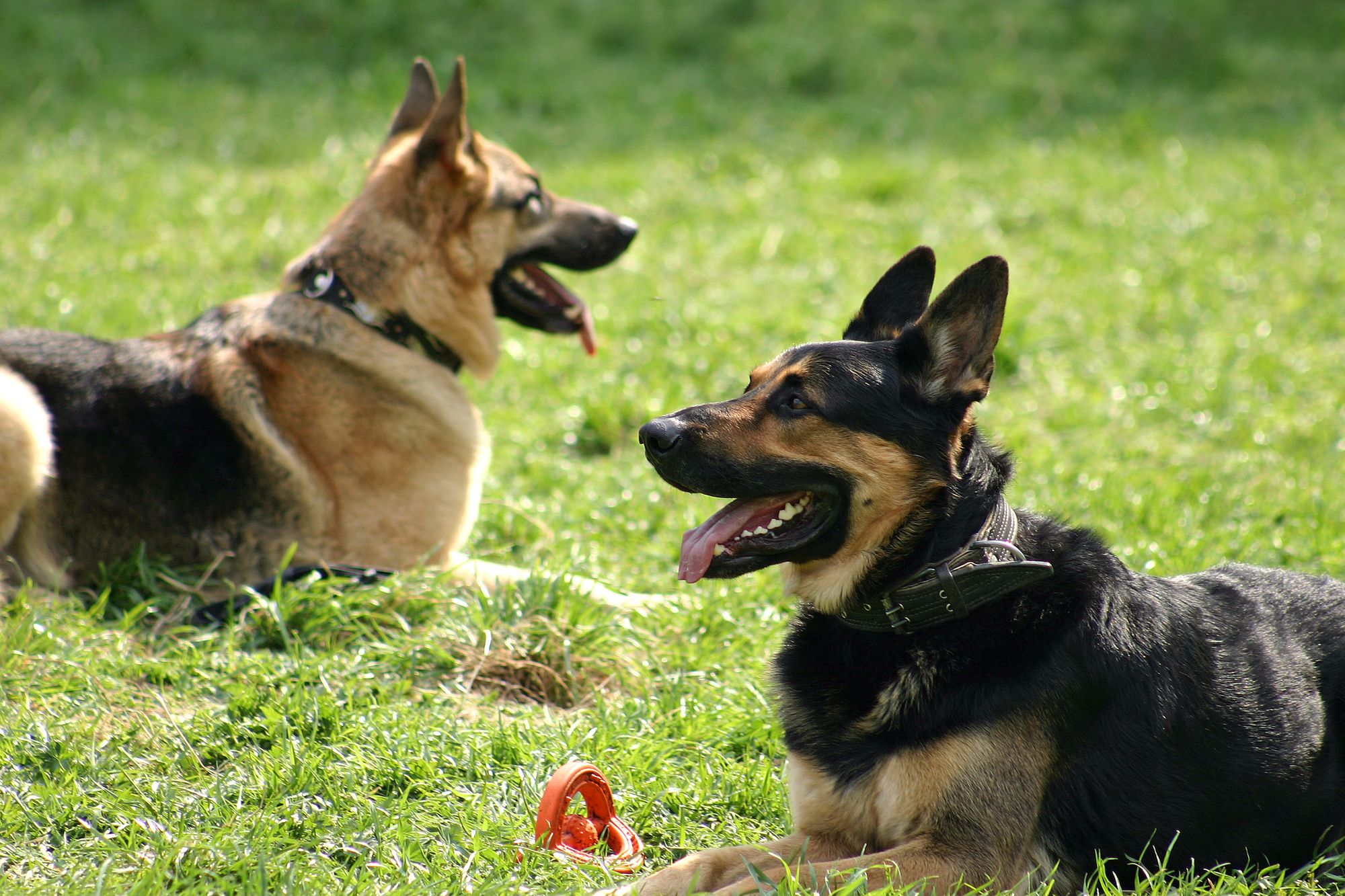 Zwei Schäferhunde beißen kleinem Jungen (2) Genitalien und Anus ab
