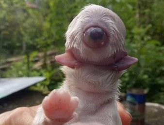 Zyklopen-Welpe geboren