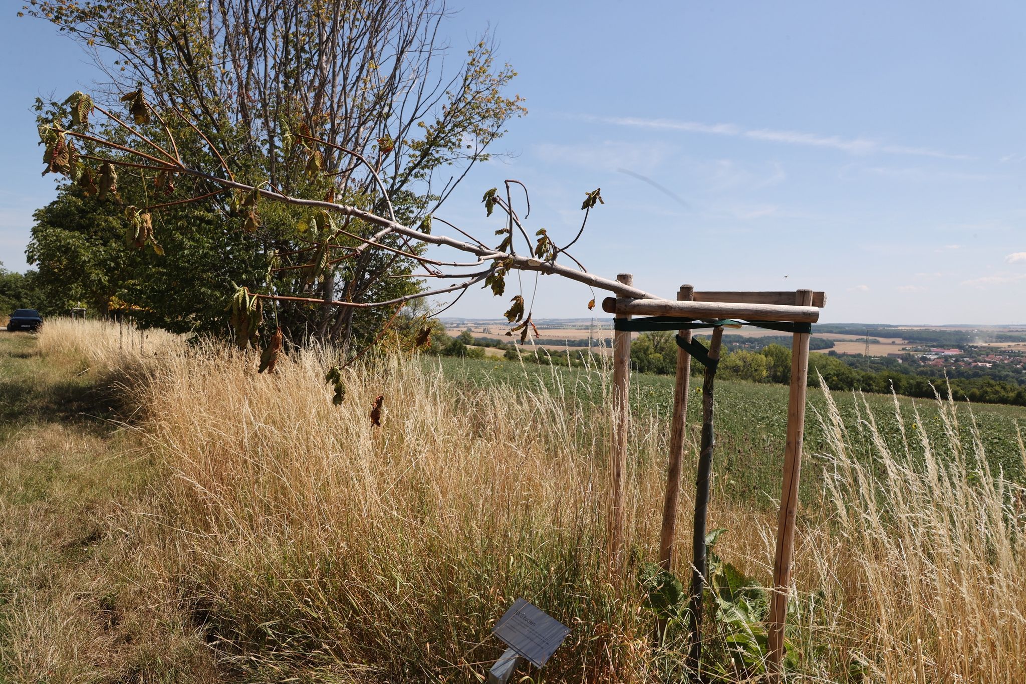 Erneut Erinnerungsbäume für KZ-Opfer nahe Weimar beschädigt