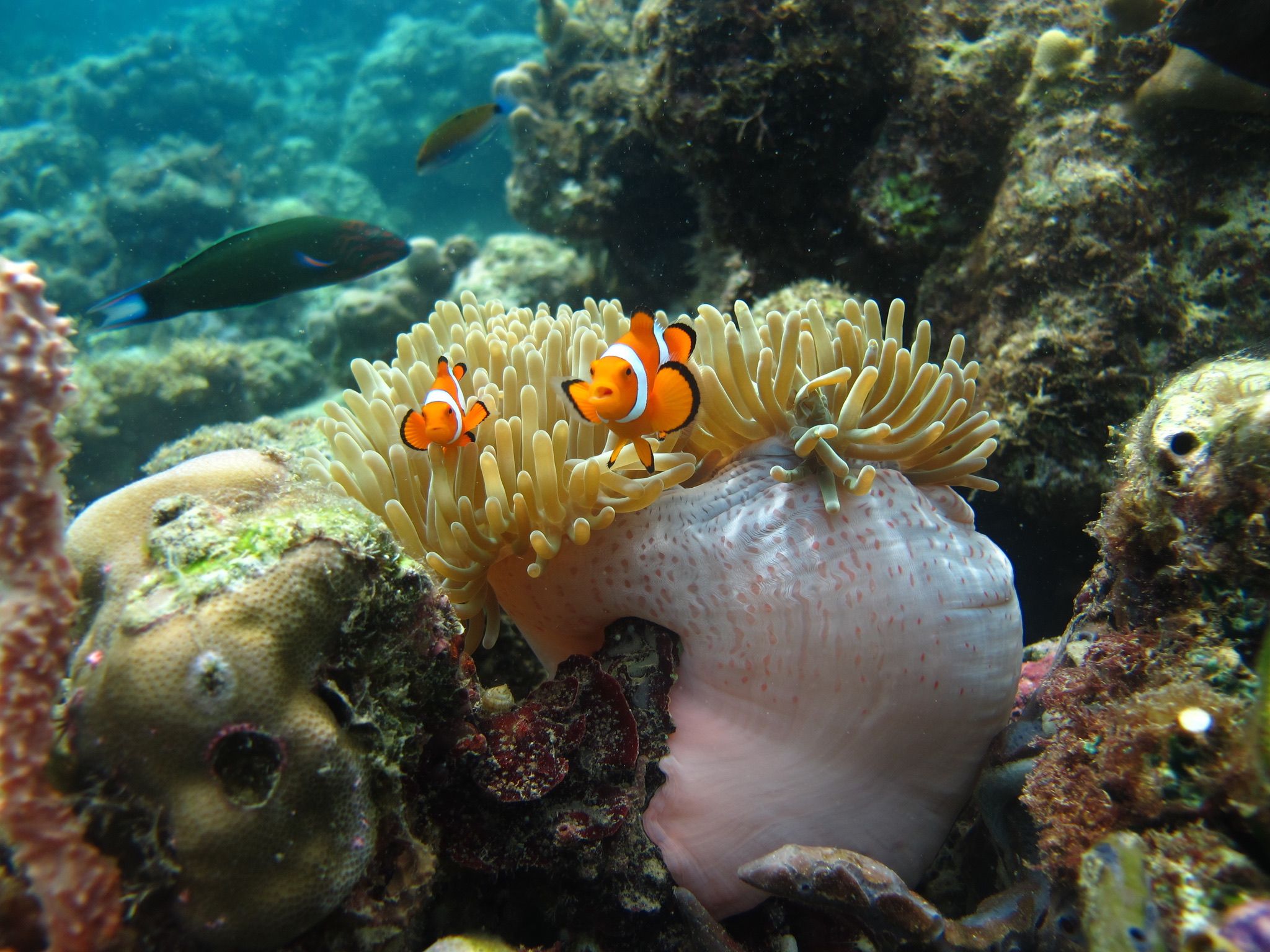 «Nemo»-Fische passen sich der Größe ihres Zuhauses an
