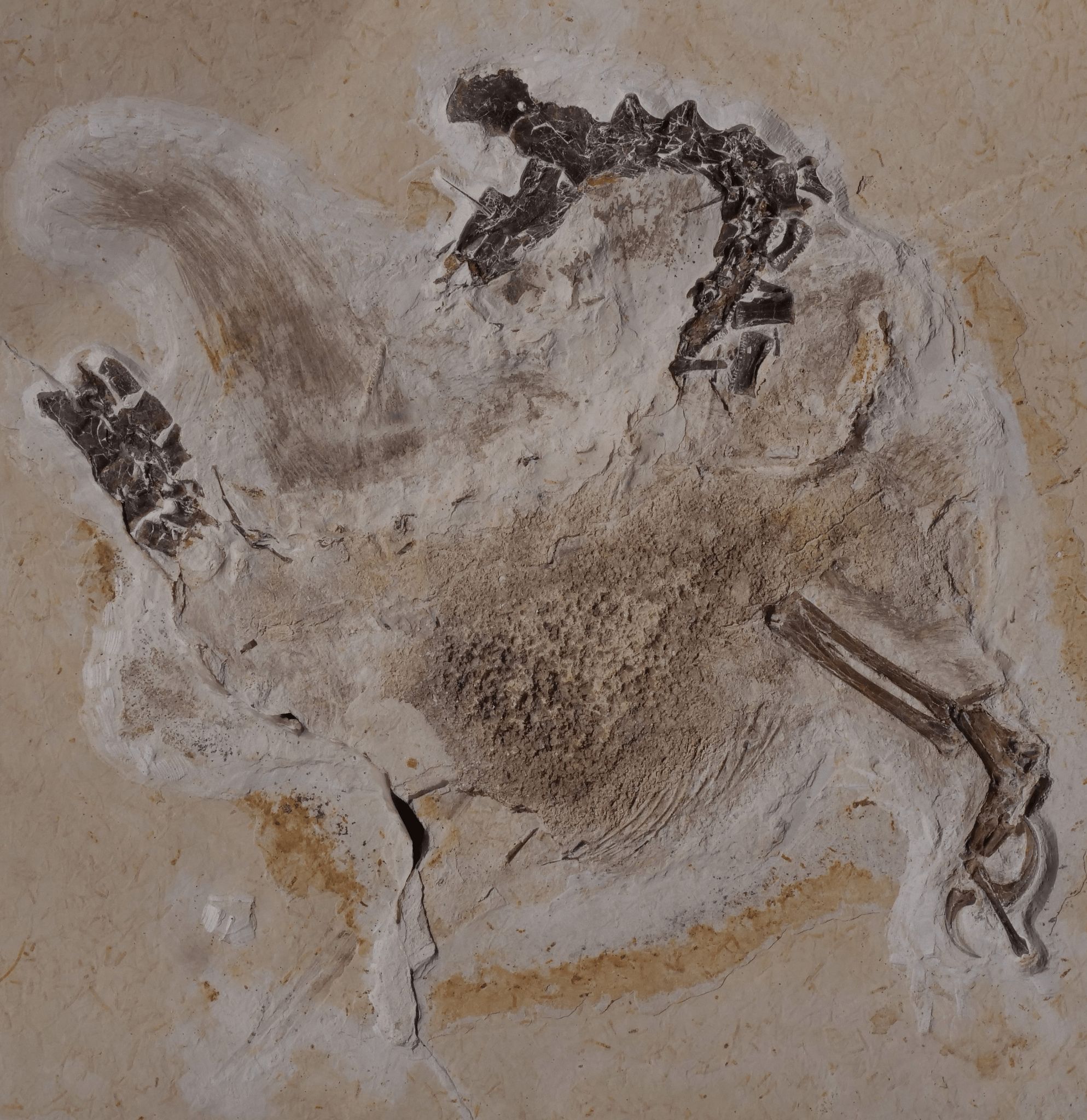 Baden-Württemberg gibt Dino-Fossil nach Brasilien zurück