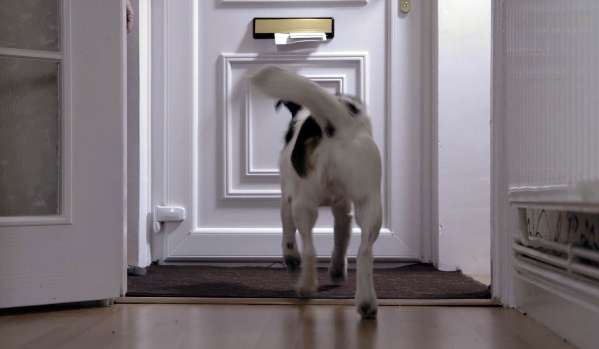 32 Hundeattacken auf britische Postboten pro Woche