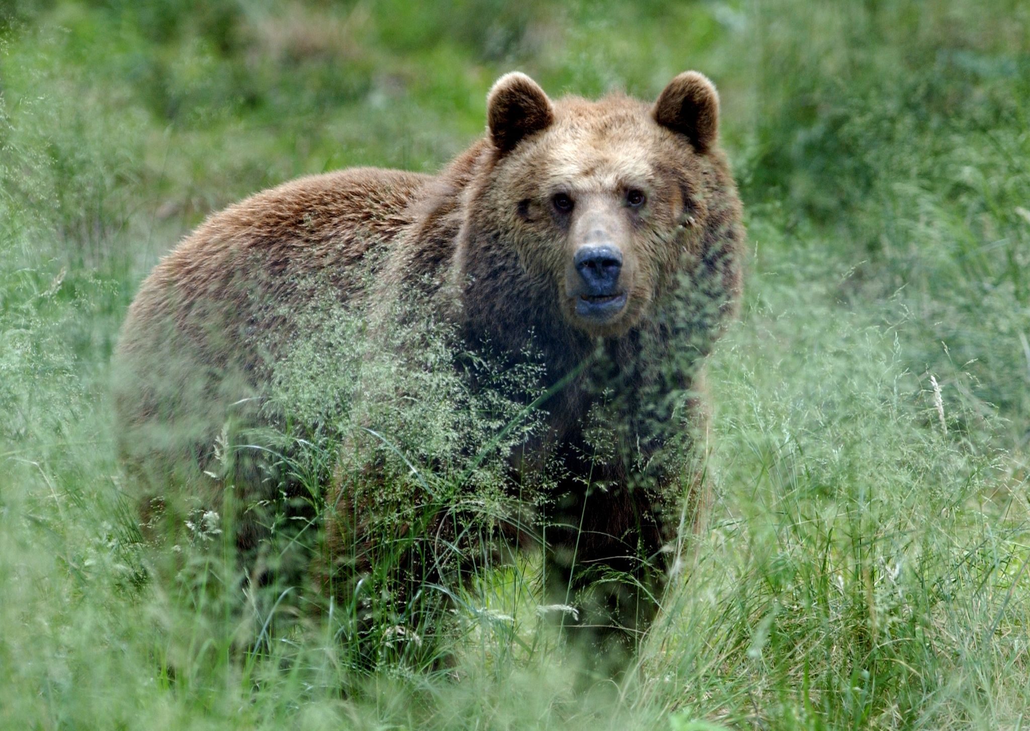 Radfahrer in Österreich melden Bären nahe deutscher Grenze