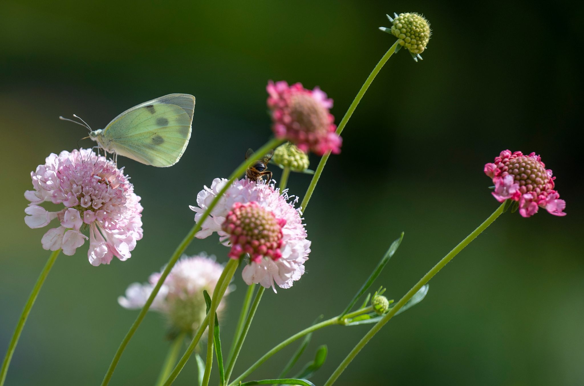 Bis zu 40 Grad am Dienstag in Deutschland erwartet