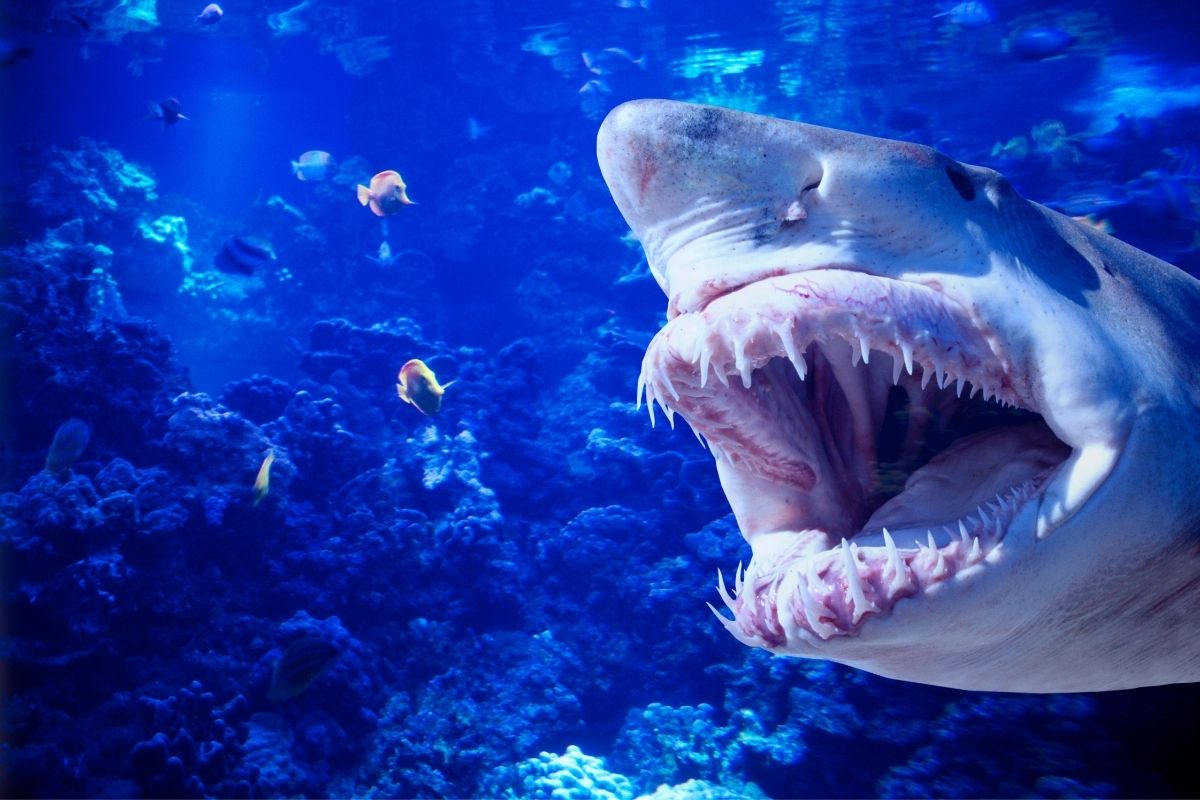 Haie zerfleischen Jungen (8) – Horror-Angriff
