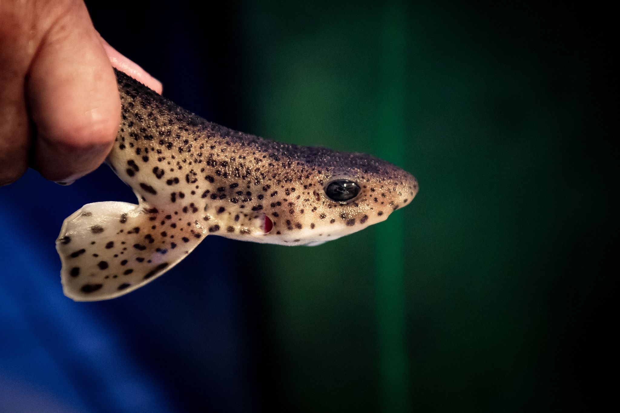 Borkumer Aquarium wildert Katzenhaie in der Nordsee aus