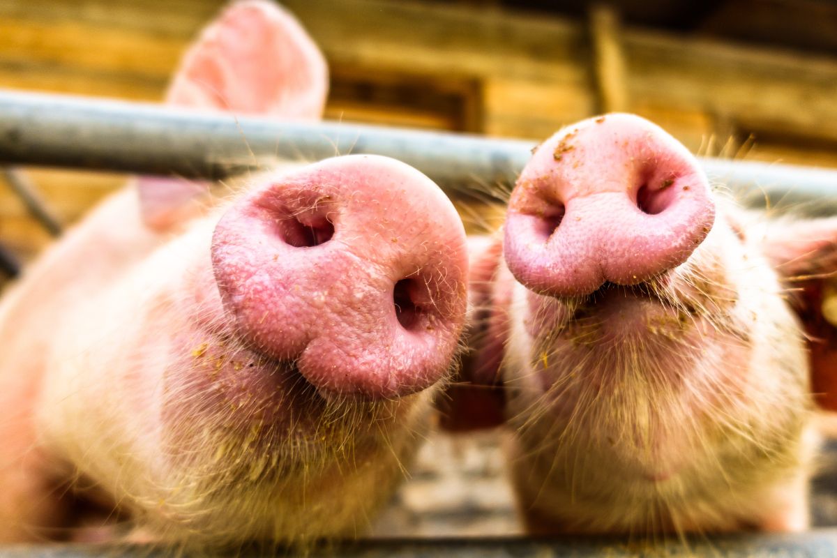 Afrikanische Schweinepest erreicht Niedersachsen