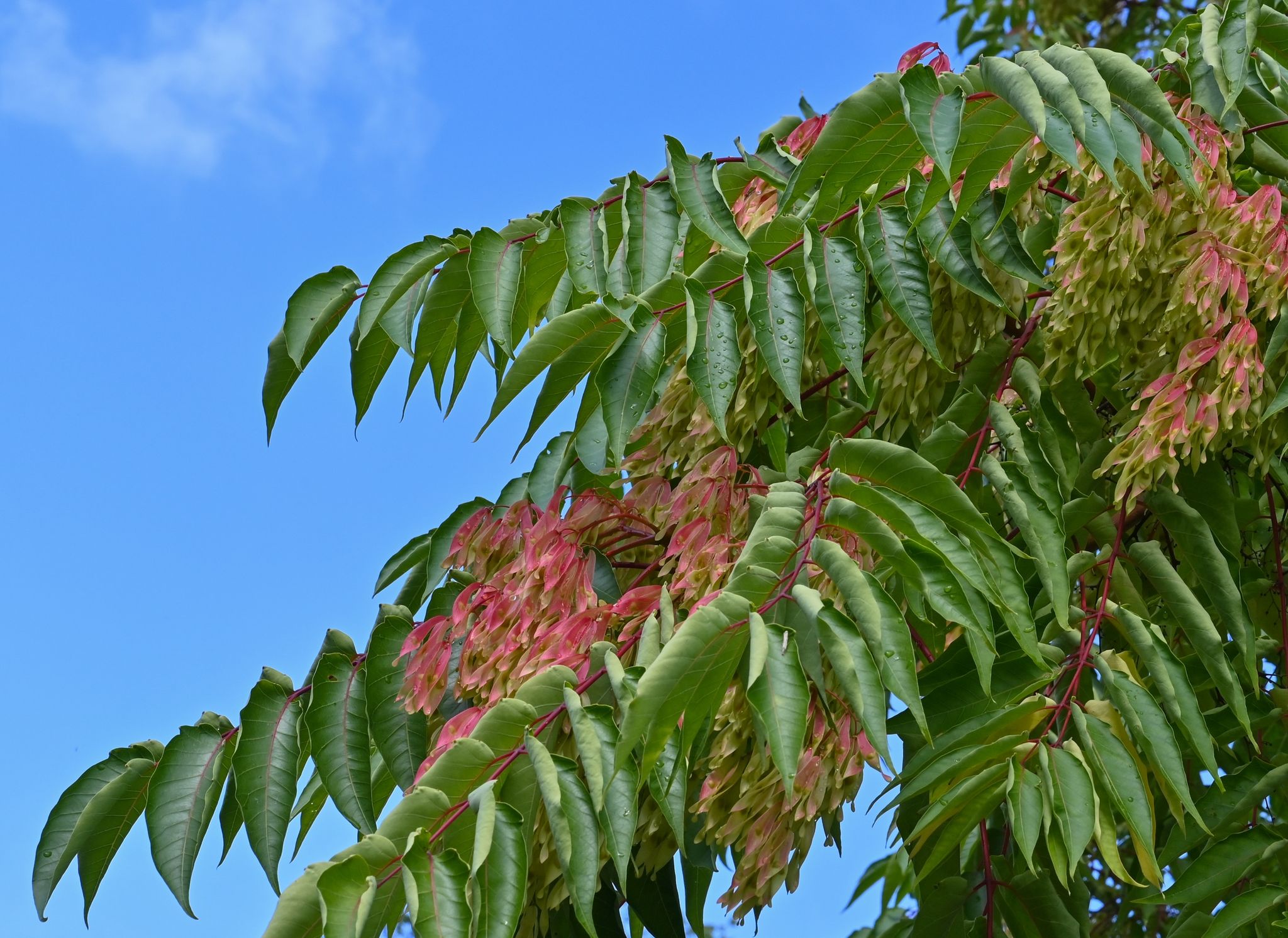 Invasive Arten bedrohen die Stadtnatur