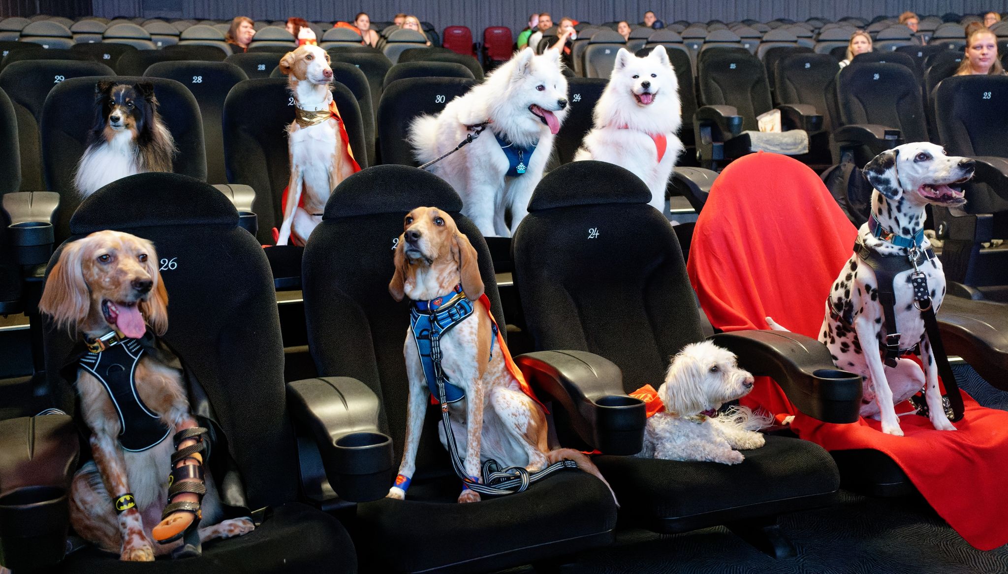 Hunde schauen sich in Köln Film über «Super-Pets» an