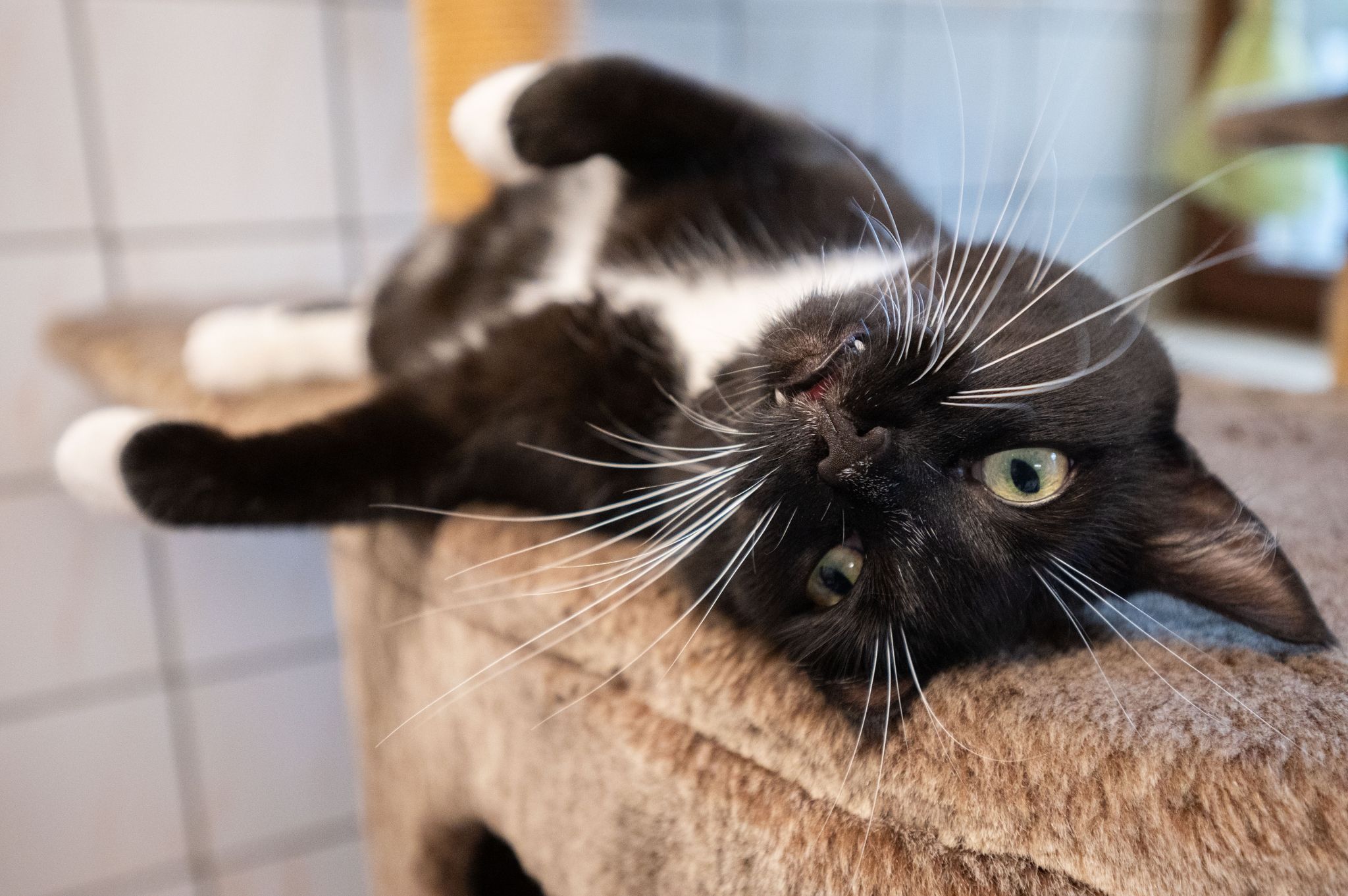 Tierschutzbund: Höhere Gaspreise fatal für den Tierschutz