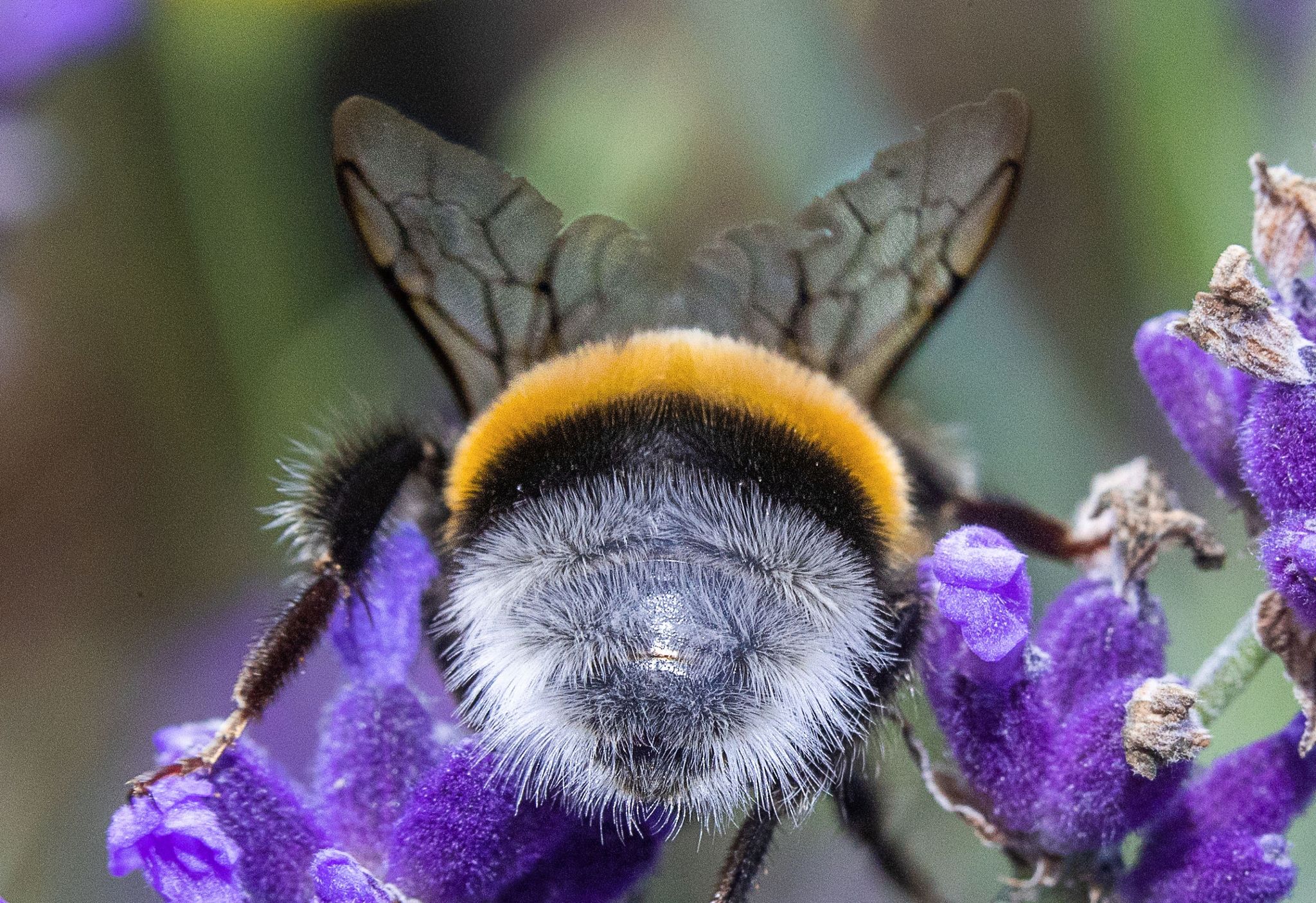 Nabu ruft zur Mitmachaktion «Insektensommer» auf