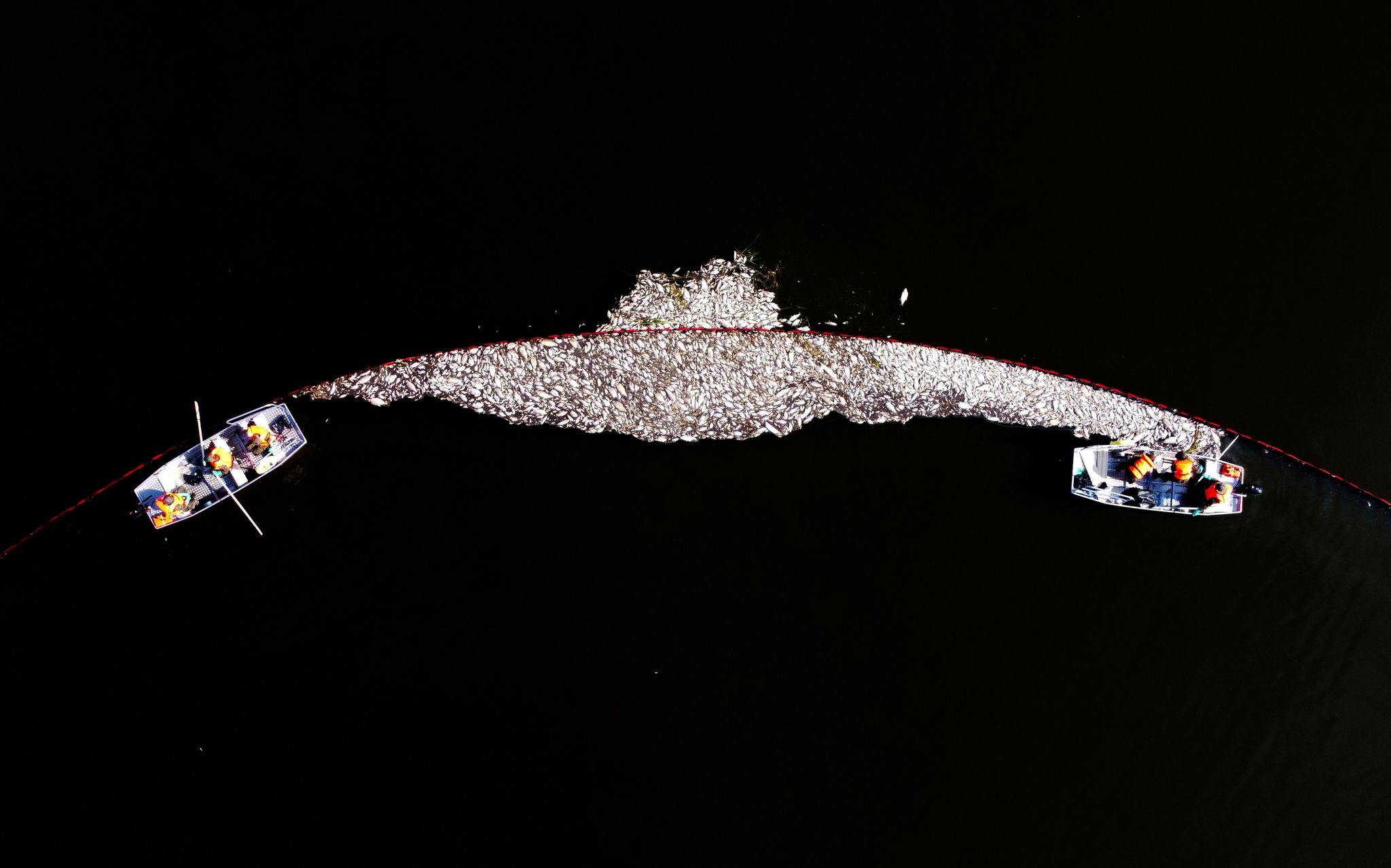 Ursache für Fischsterben in der Oder weiter unklar