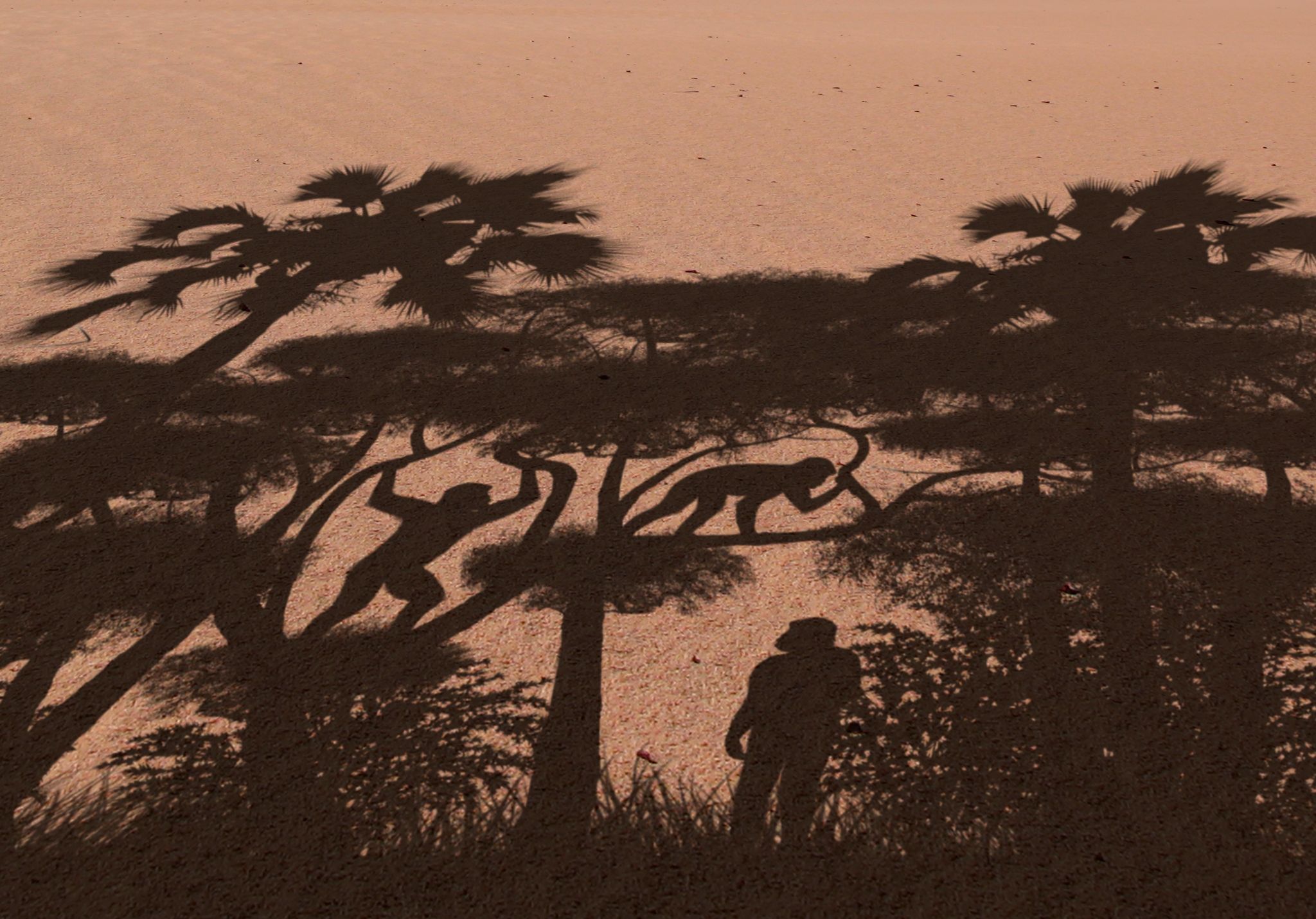 Vormenschen liefen schon vor Millionen Jahren aufrecht