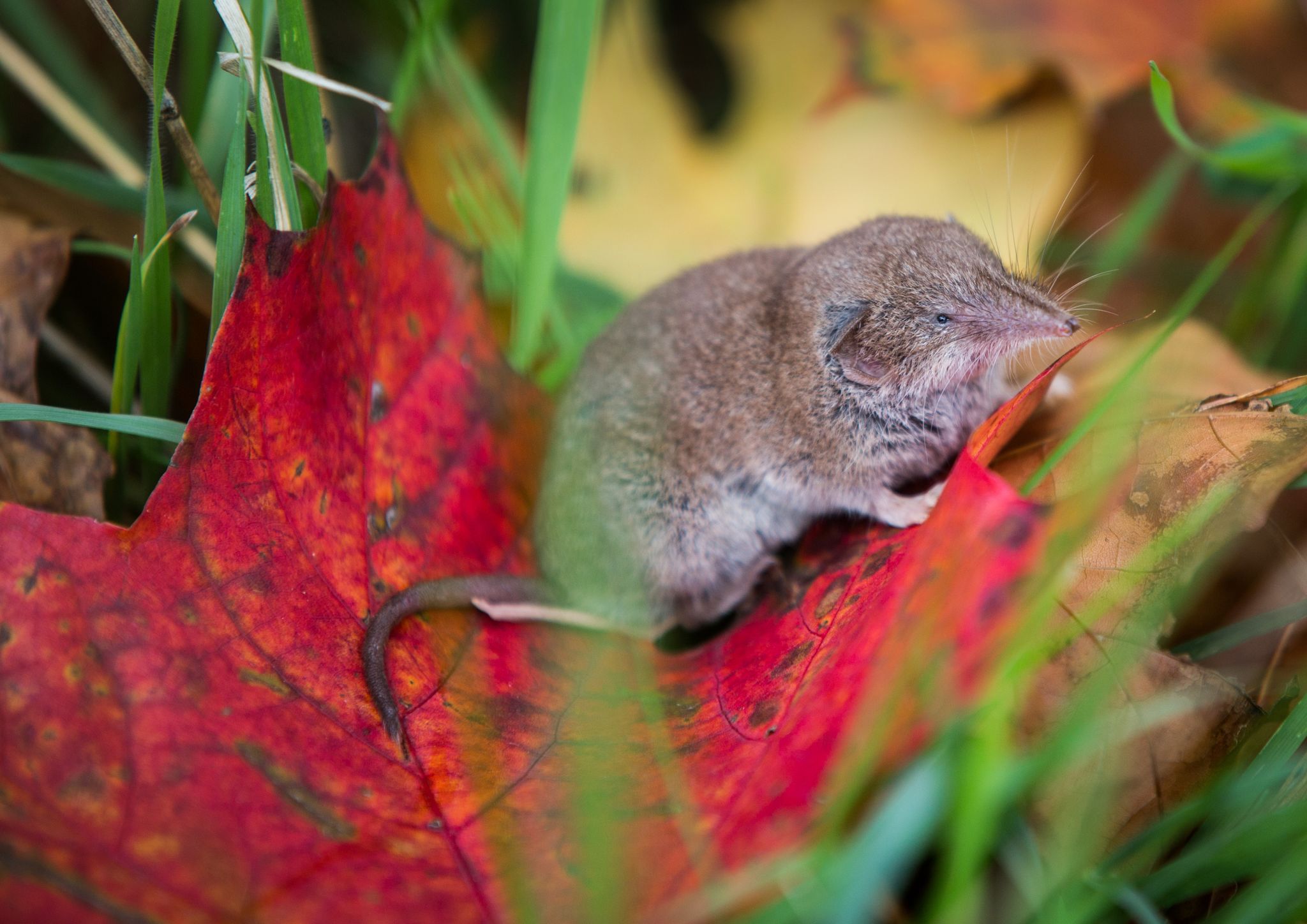 Forscher entdecken in China neues Henipavirus