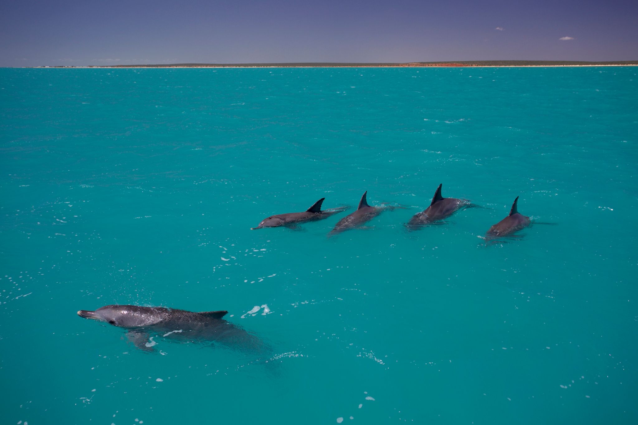Delfine formen ähnliche soziale Netzwerke wie Menschen