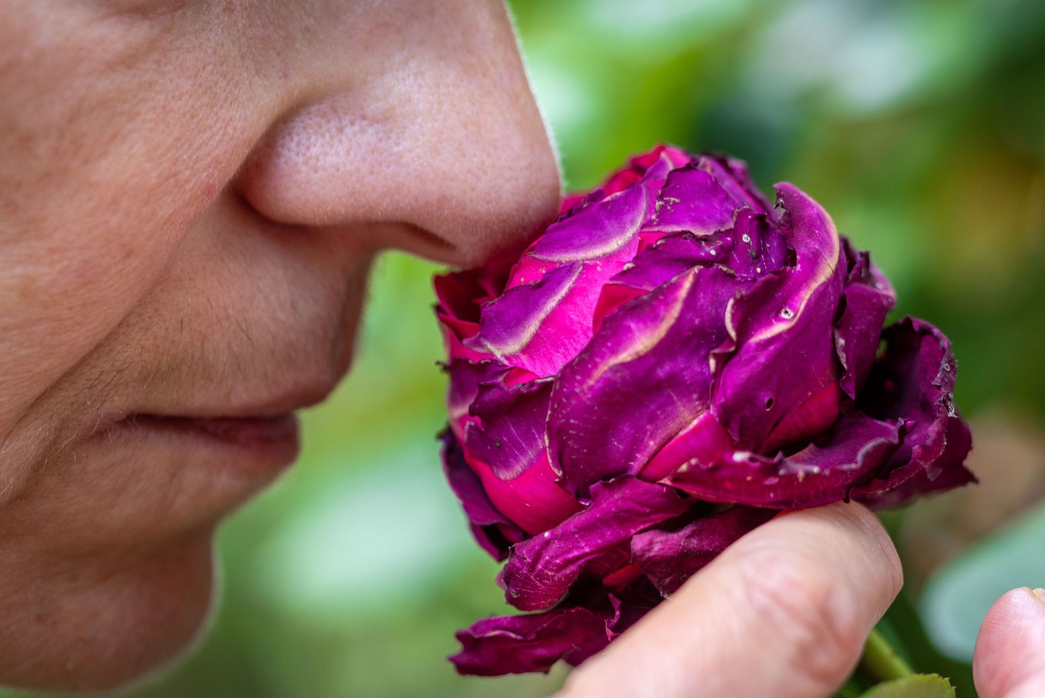 Sex, Stress und Seelenfrieden: Der Geruchssinn ist wichtig