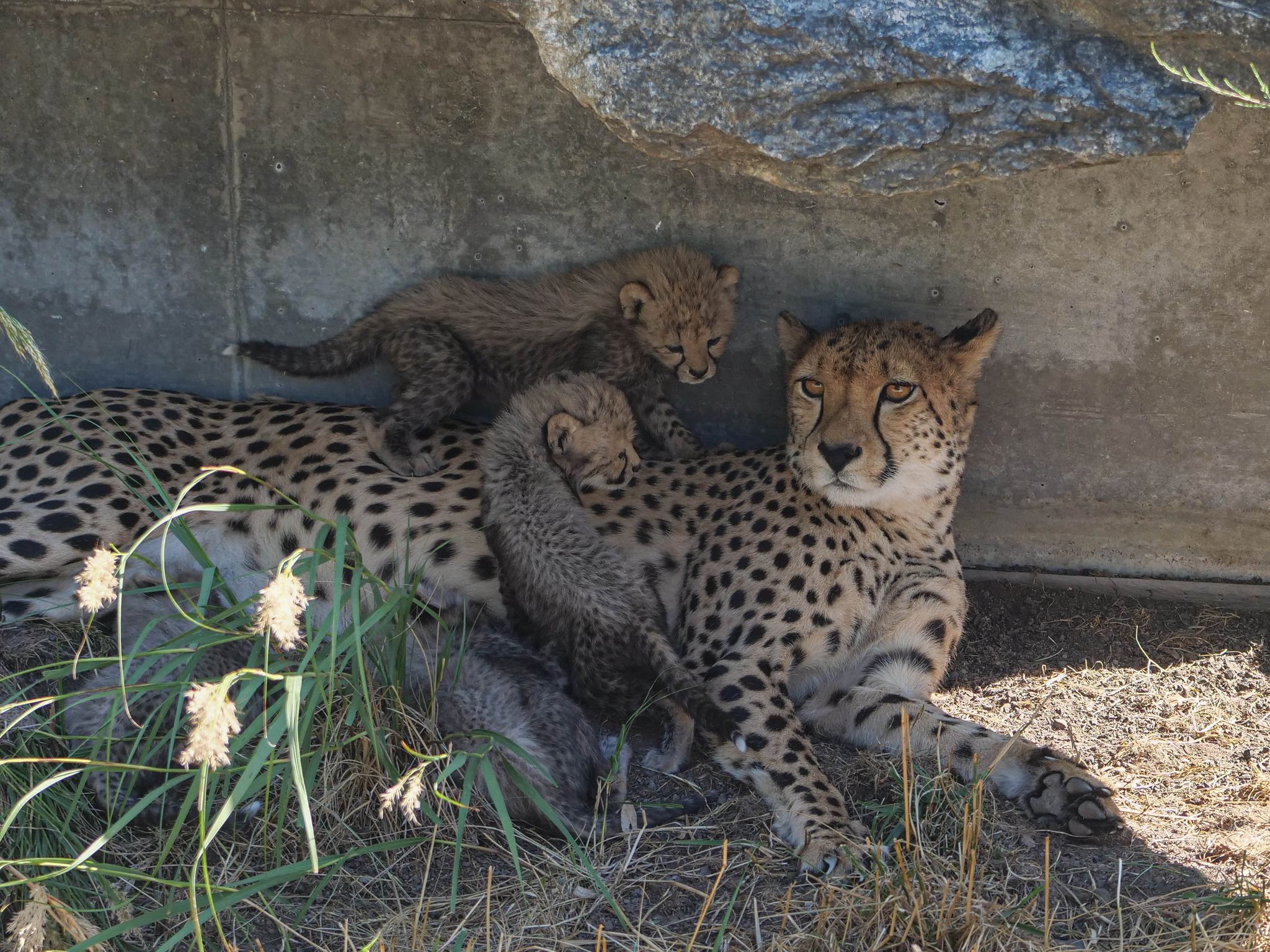 Fünflinge bei den Geparden in Wilhelma