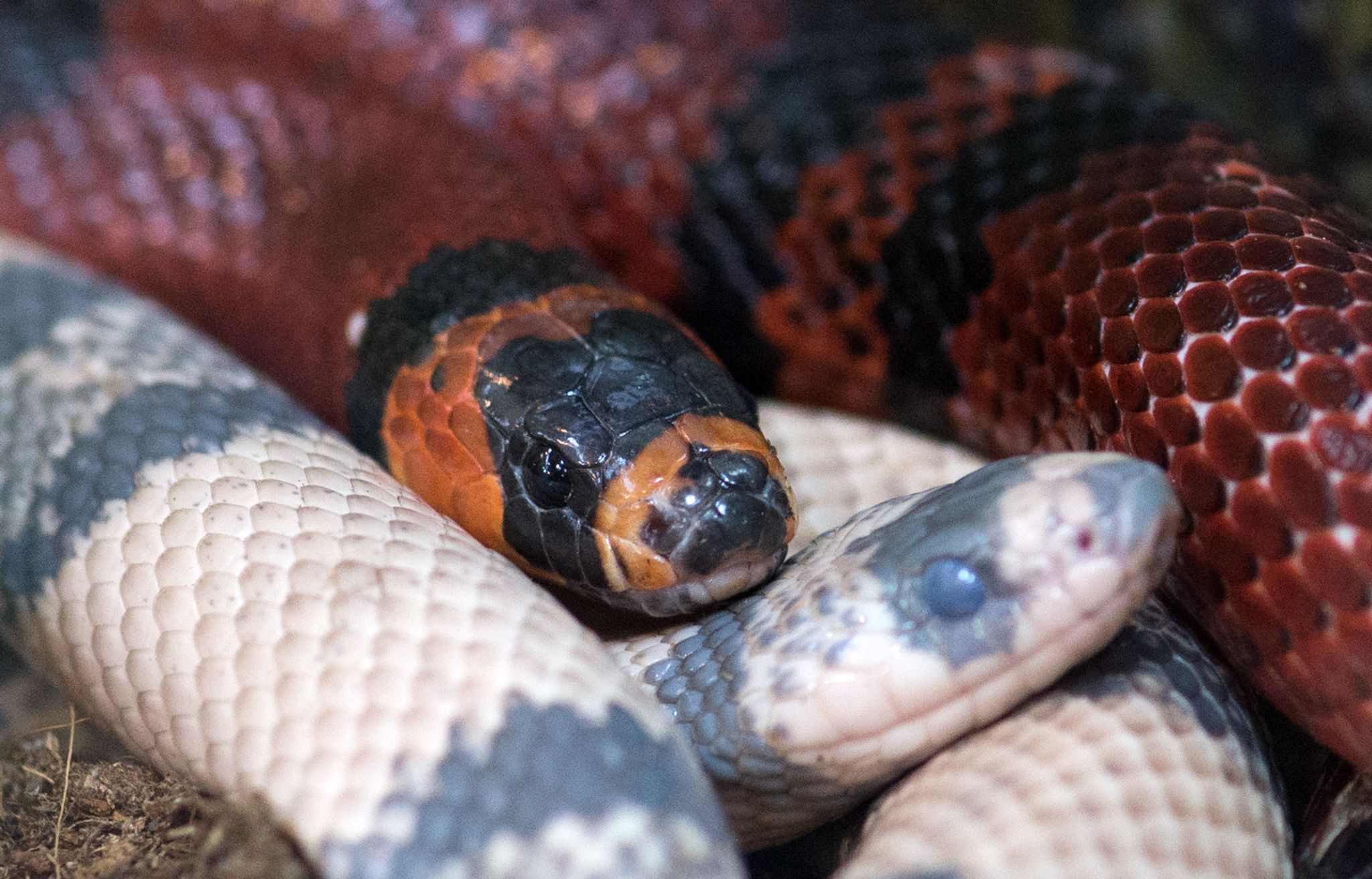 Invasive Schlangenart macht Sorgen