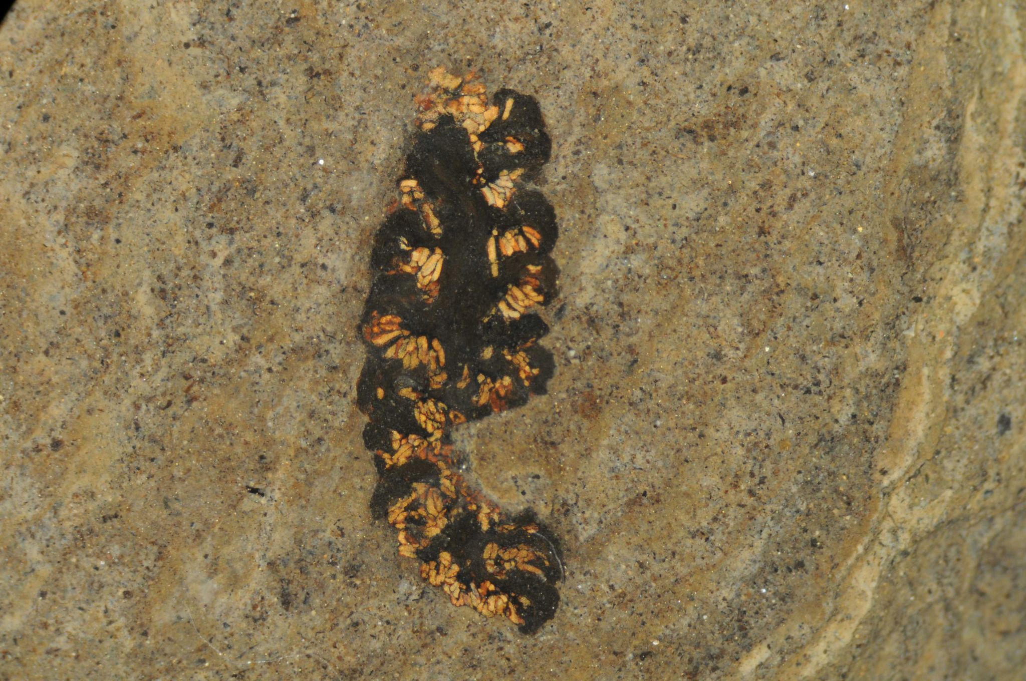 47,5 Millionen Jahre alte Pollen in Käferdarm gefunden