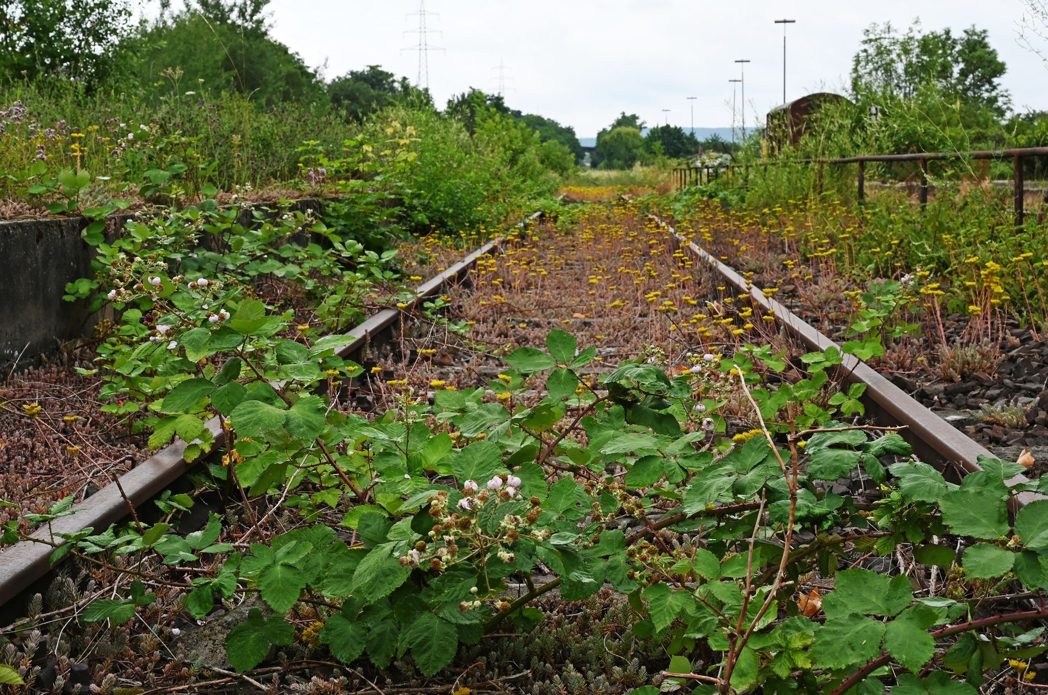 Wiederbelebung alter Bahnstrecken lohnt sich vielerorts