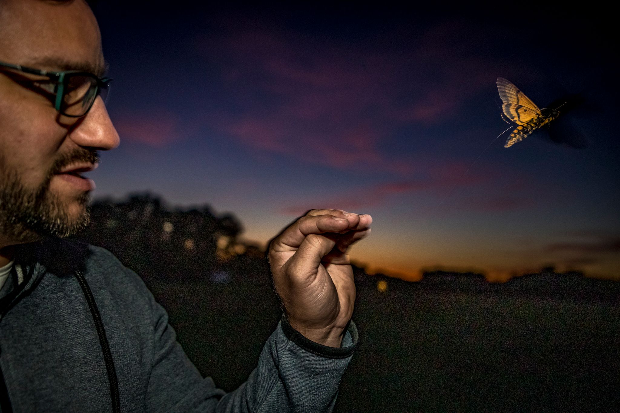 Nachtfalter sind clevere Langstreckenflieger