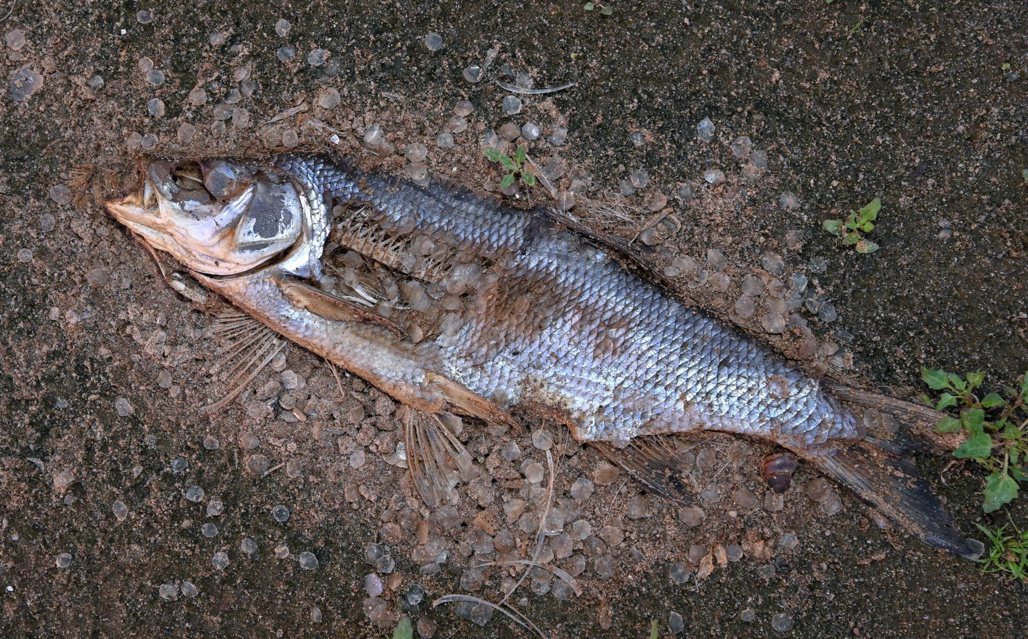 Fischsterben mit gigantischem Ausmaß