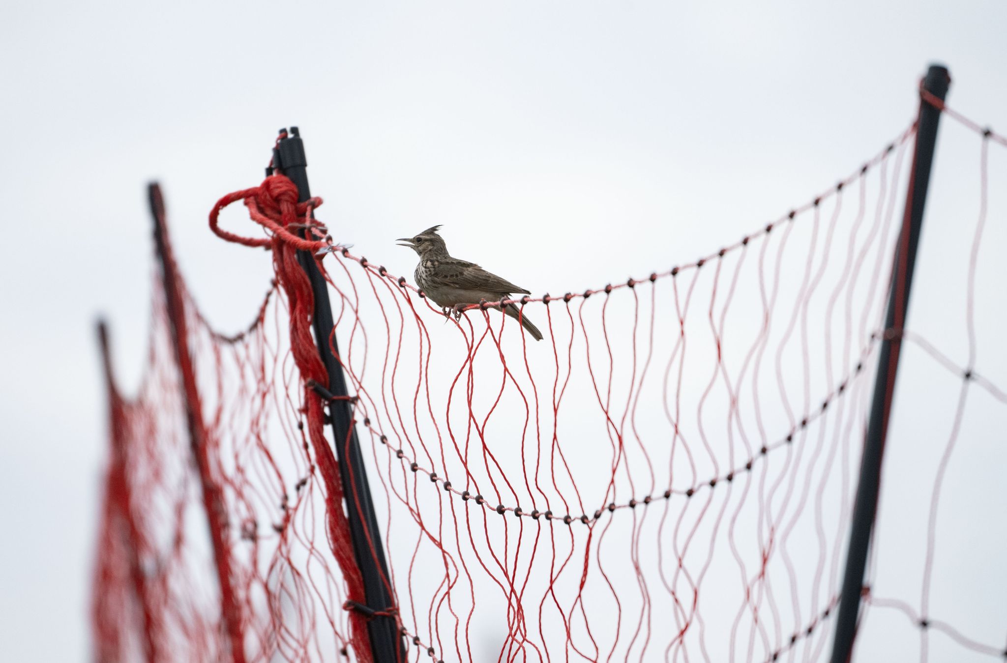 Katzen-Ausgangsverbot in Walldorf endet vorzeitig
