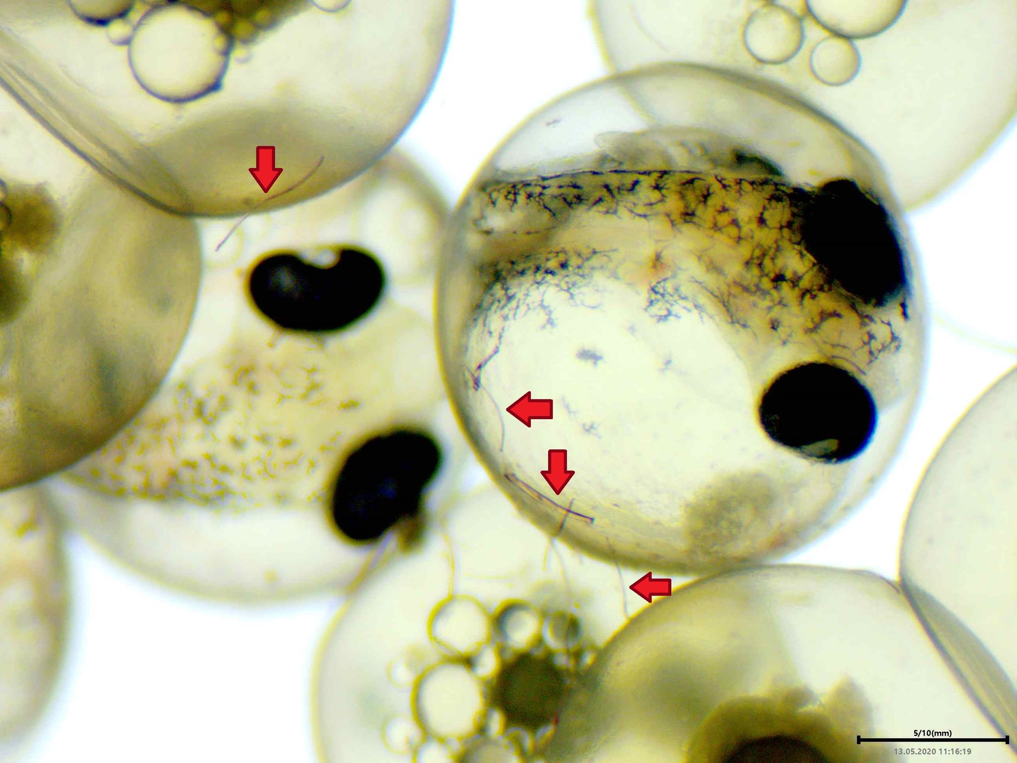 Mikroplastik: Keine negativen Folgen für Fische